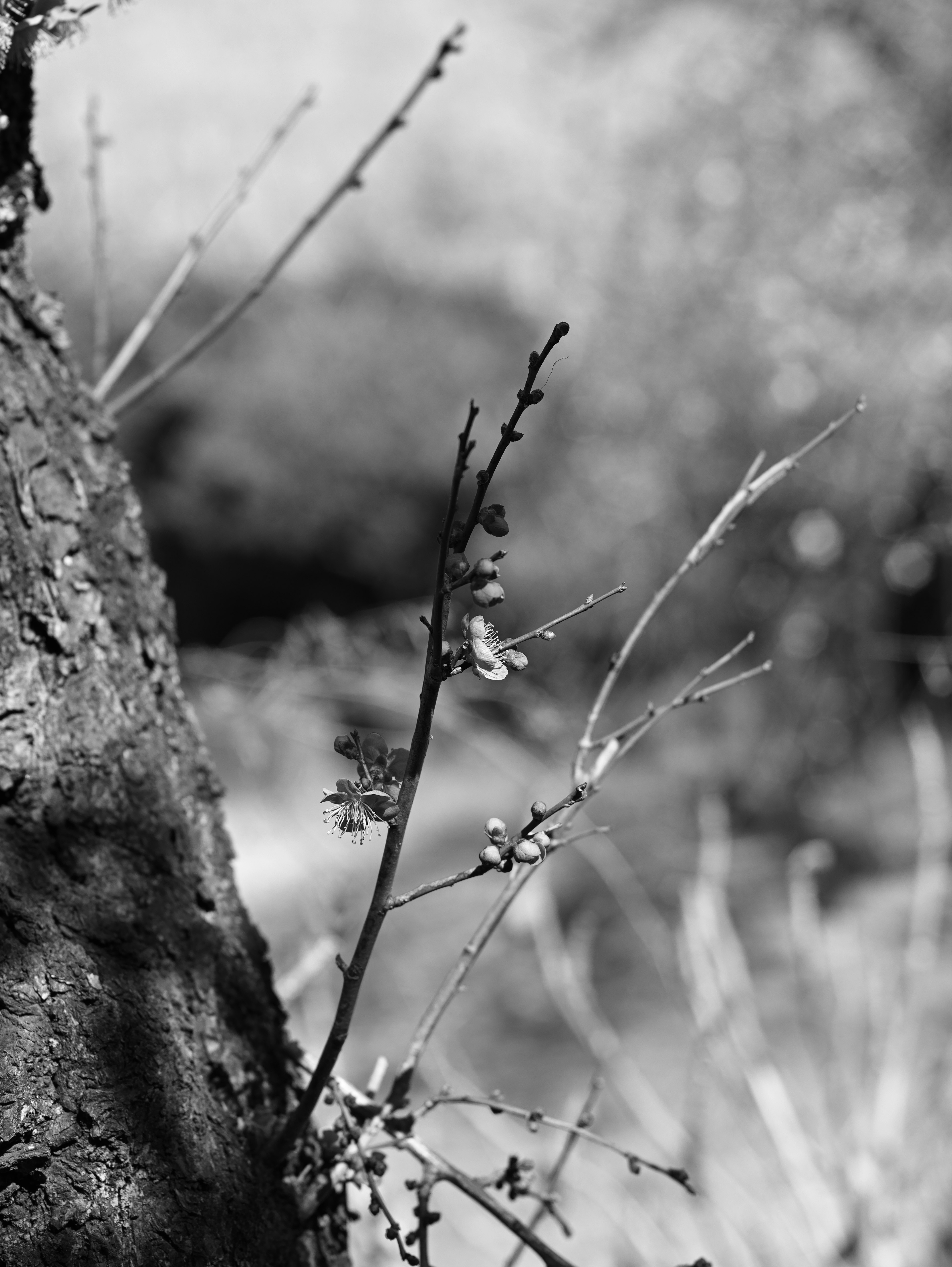 Black and white image of thin branches and leaves against a tree trunk