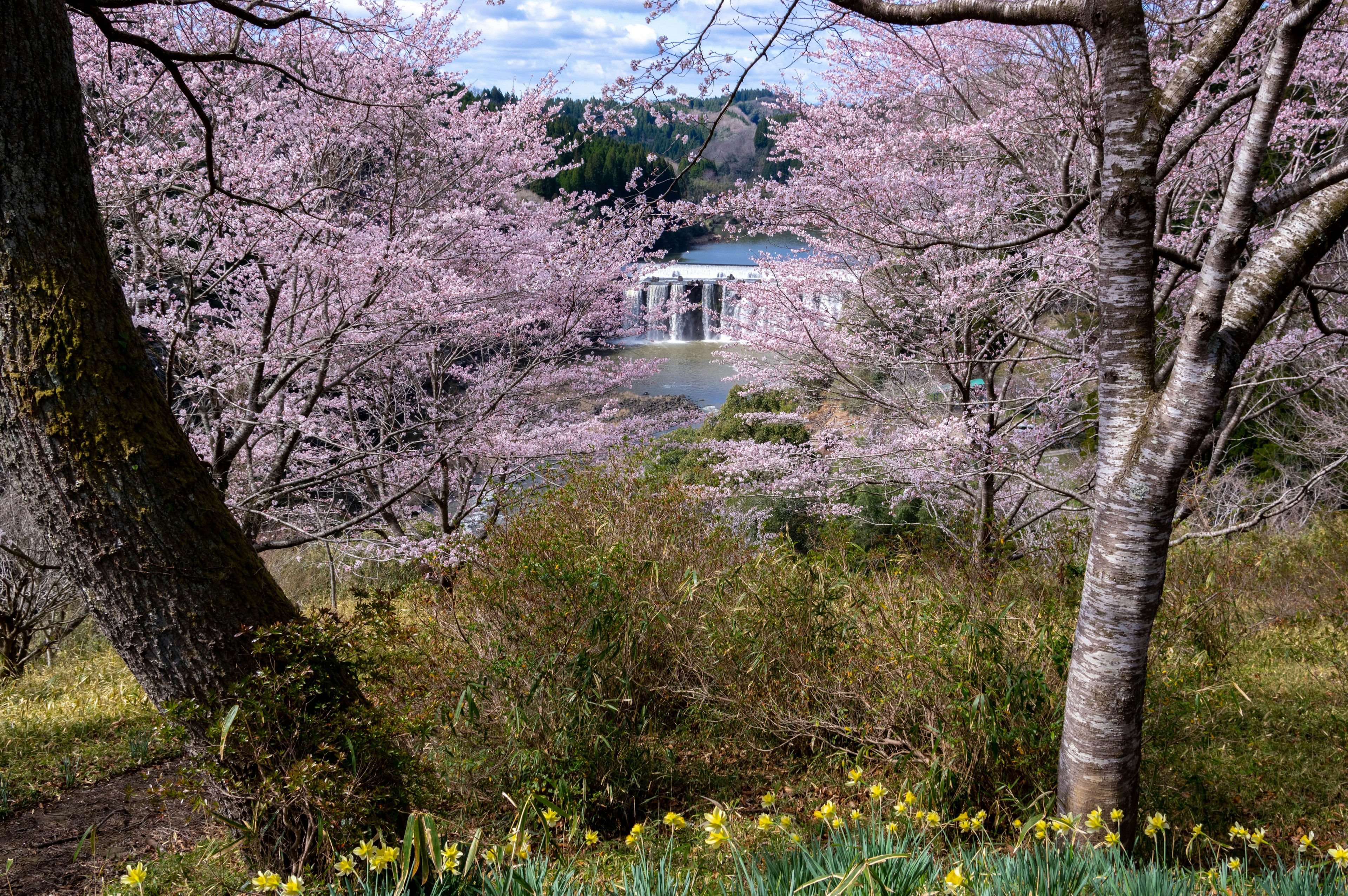 Serene landscape surrounded by cherry blossom trees with a building and lake in the background