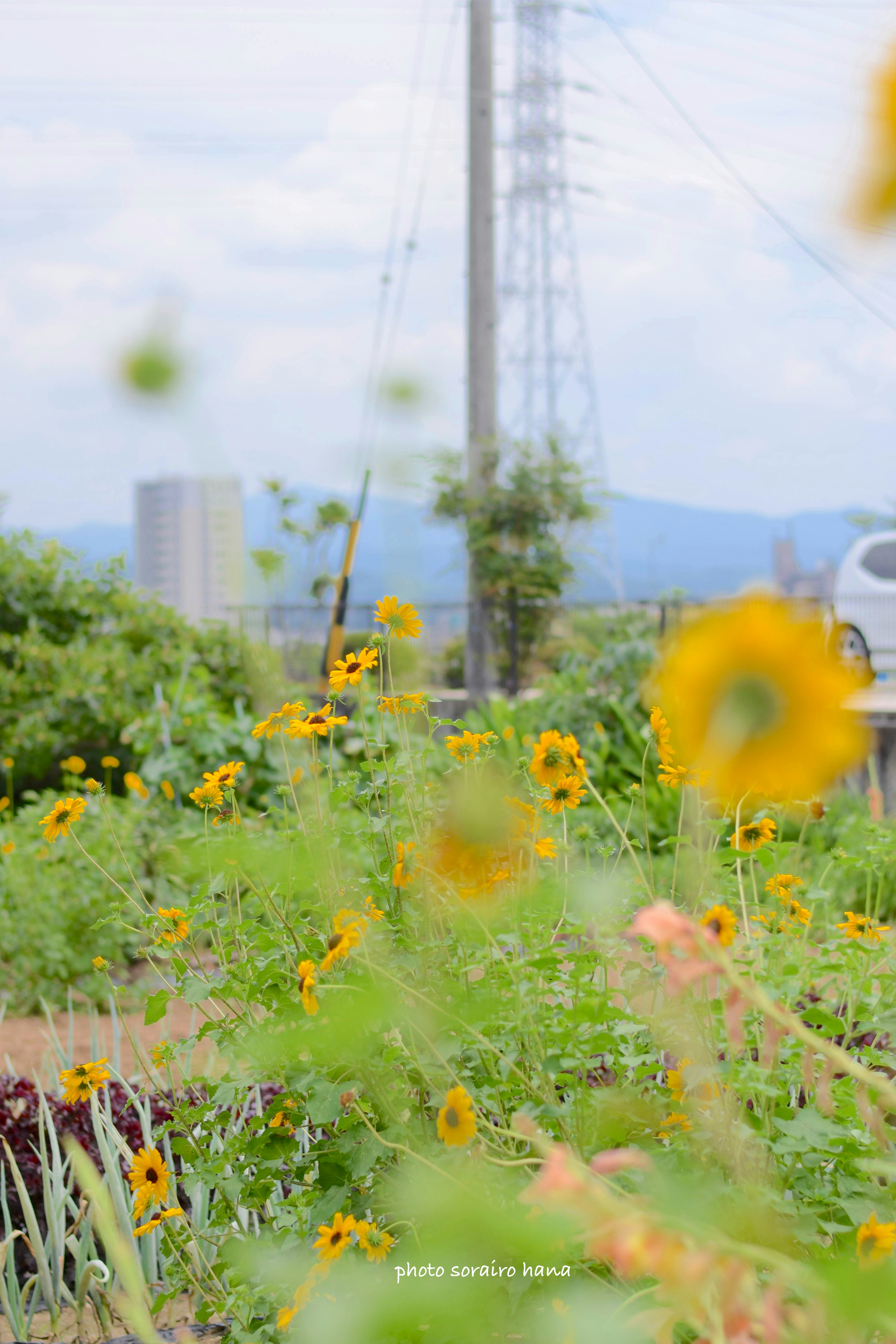 Field of sunflowers with a power pole in the background