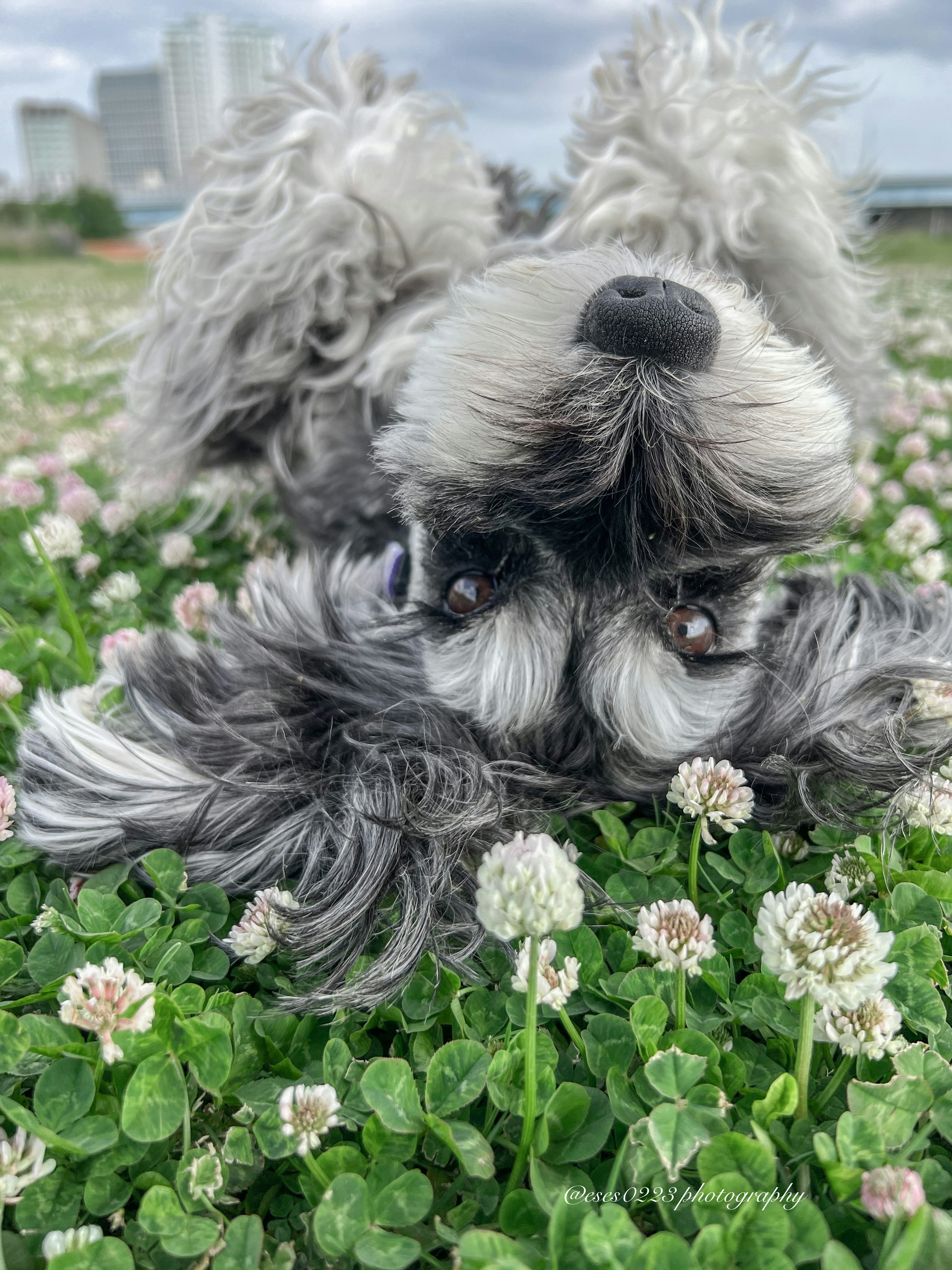 草の中で寝そべる灰色の犬のアップ写真