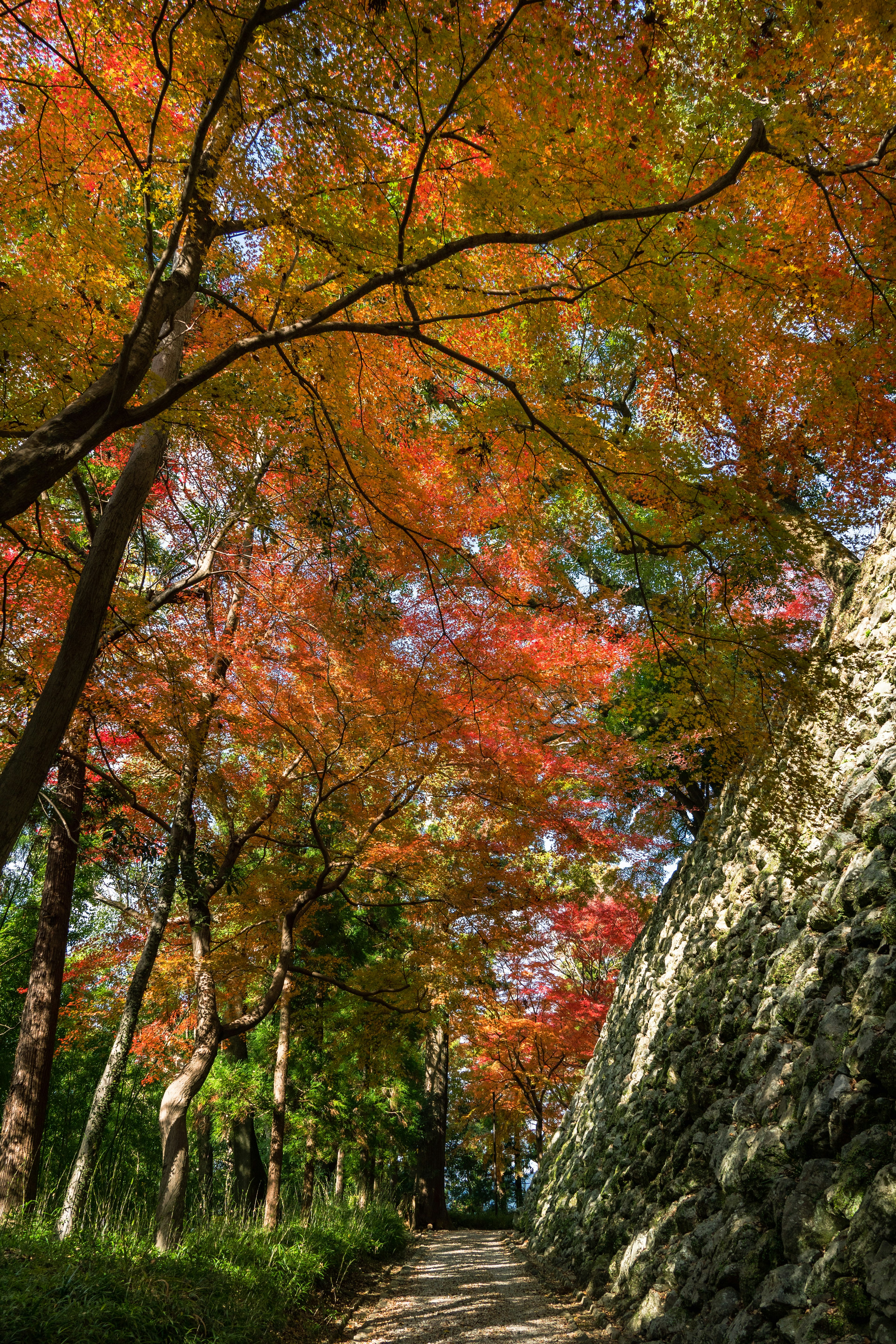 美しい紅葉が広がる小道と石の壁