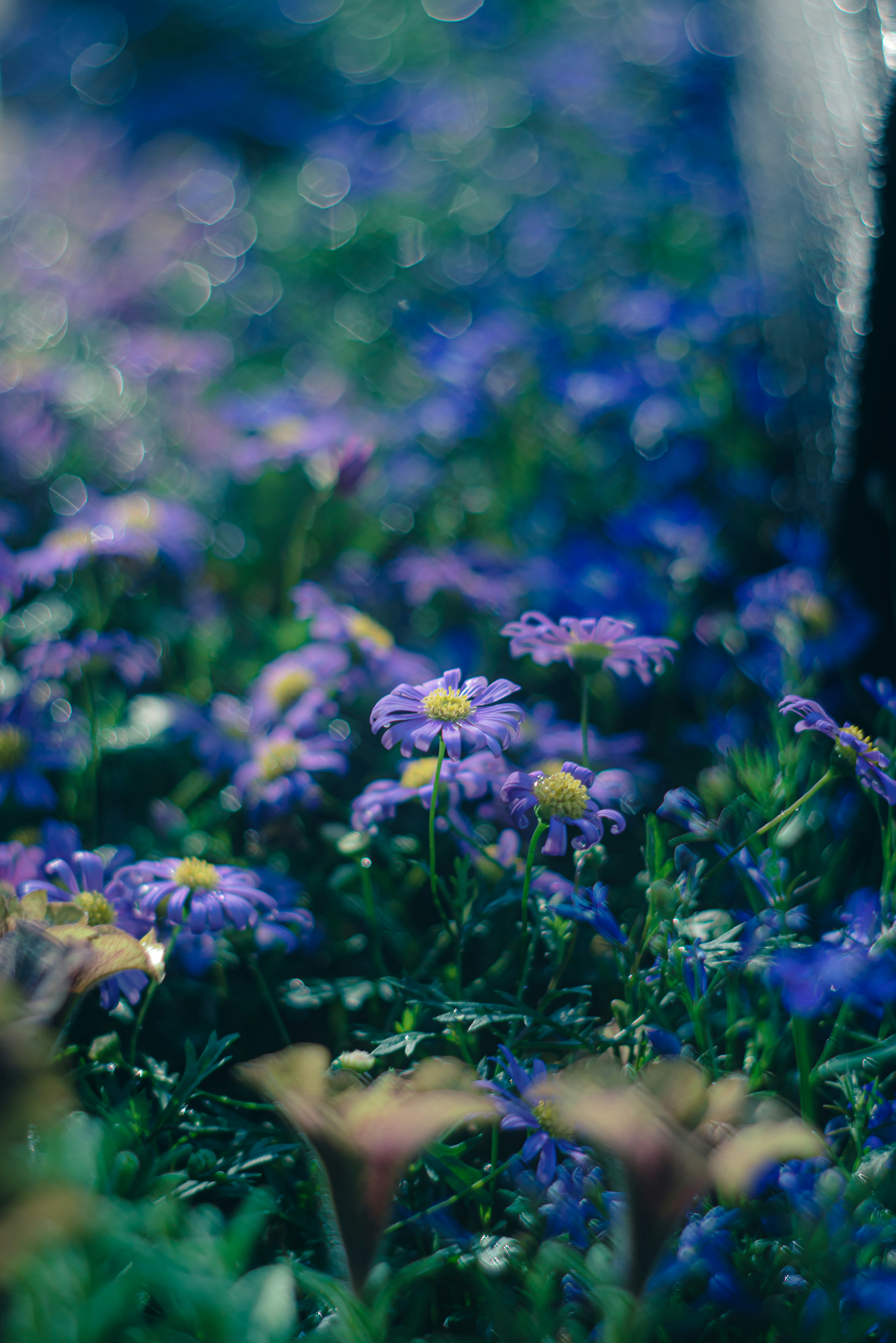 ทุ่งดอกไม้ที่มีชีวิตชีวาพร้อมดอกสีม่วงและใบไม้สีเขียวอันเขียวชอุ่ม