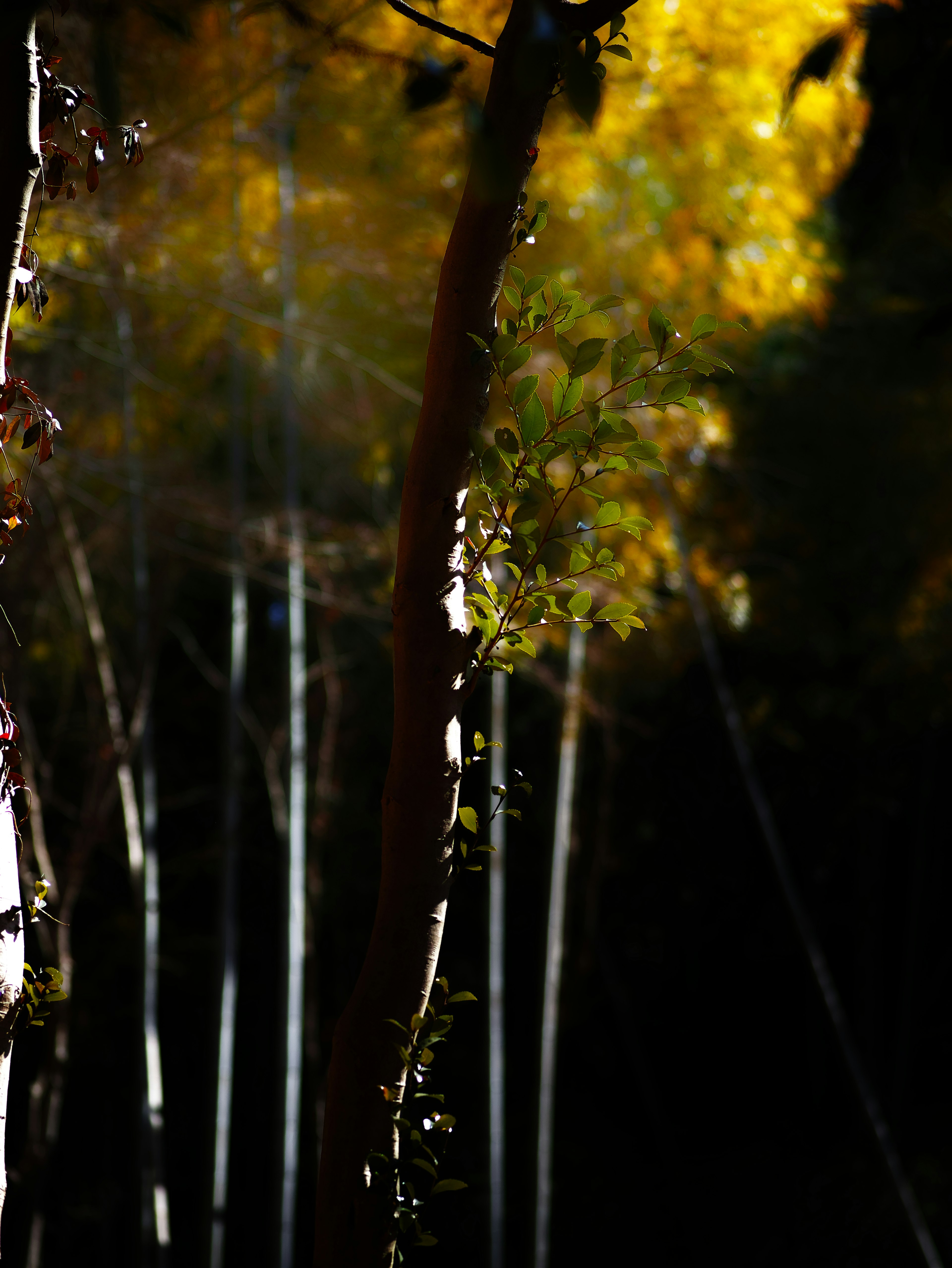 Bosque de otoño con hojas amarillas brillantes y troncos de árboles delgados contra un fondo oscuro