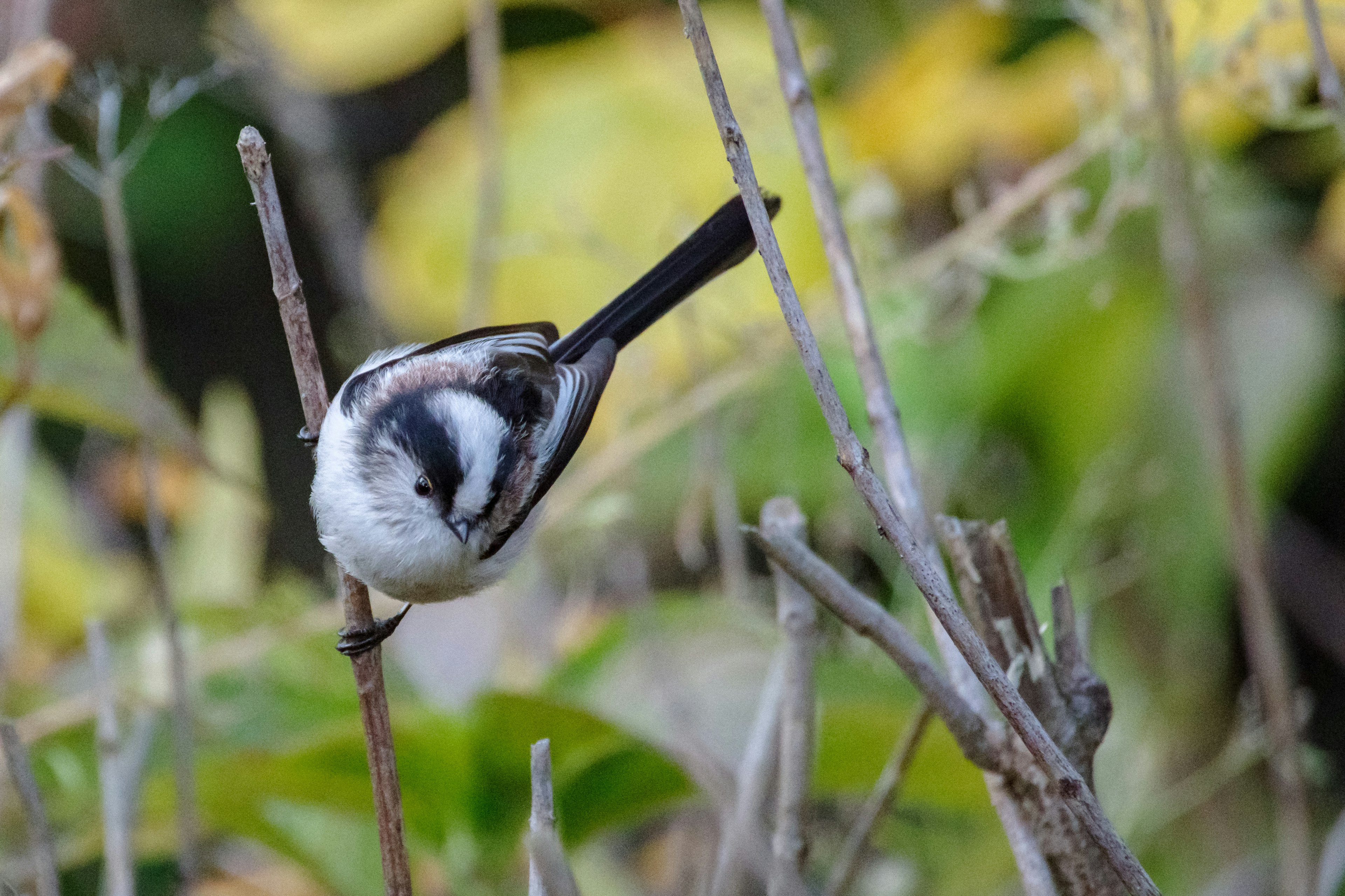 A small bird perched on a thin branch with a colorful background