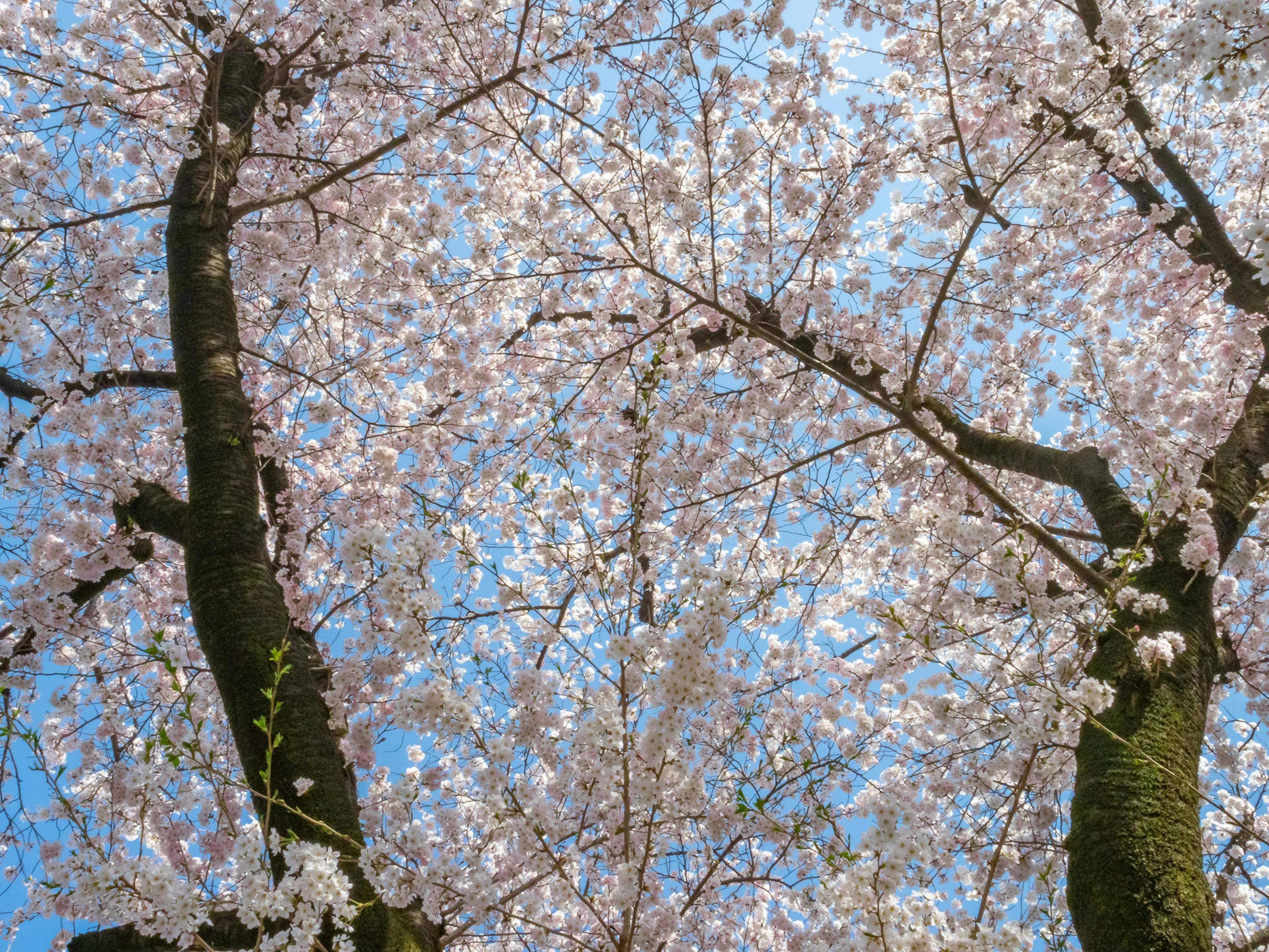 Ramas de cerezo con flores rosas contra un cielo azul