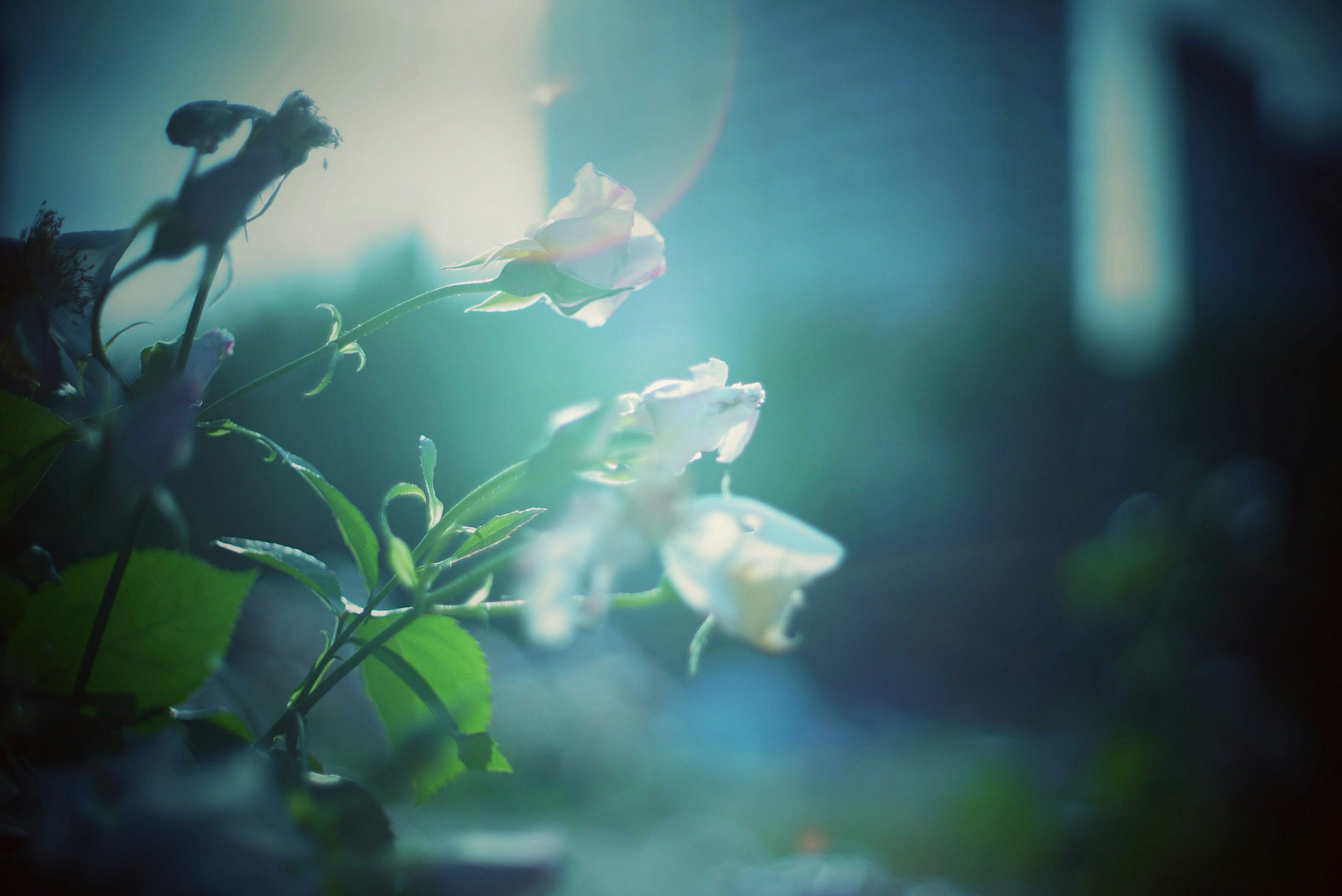 Flores blancas iluminadas por una luz suave sobre un fondo azul