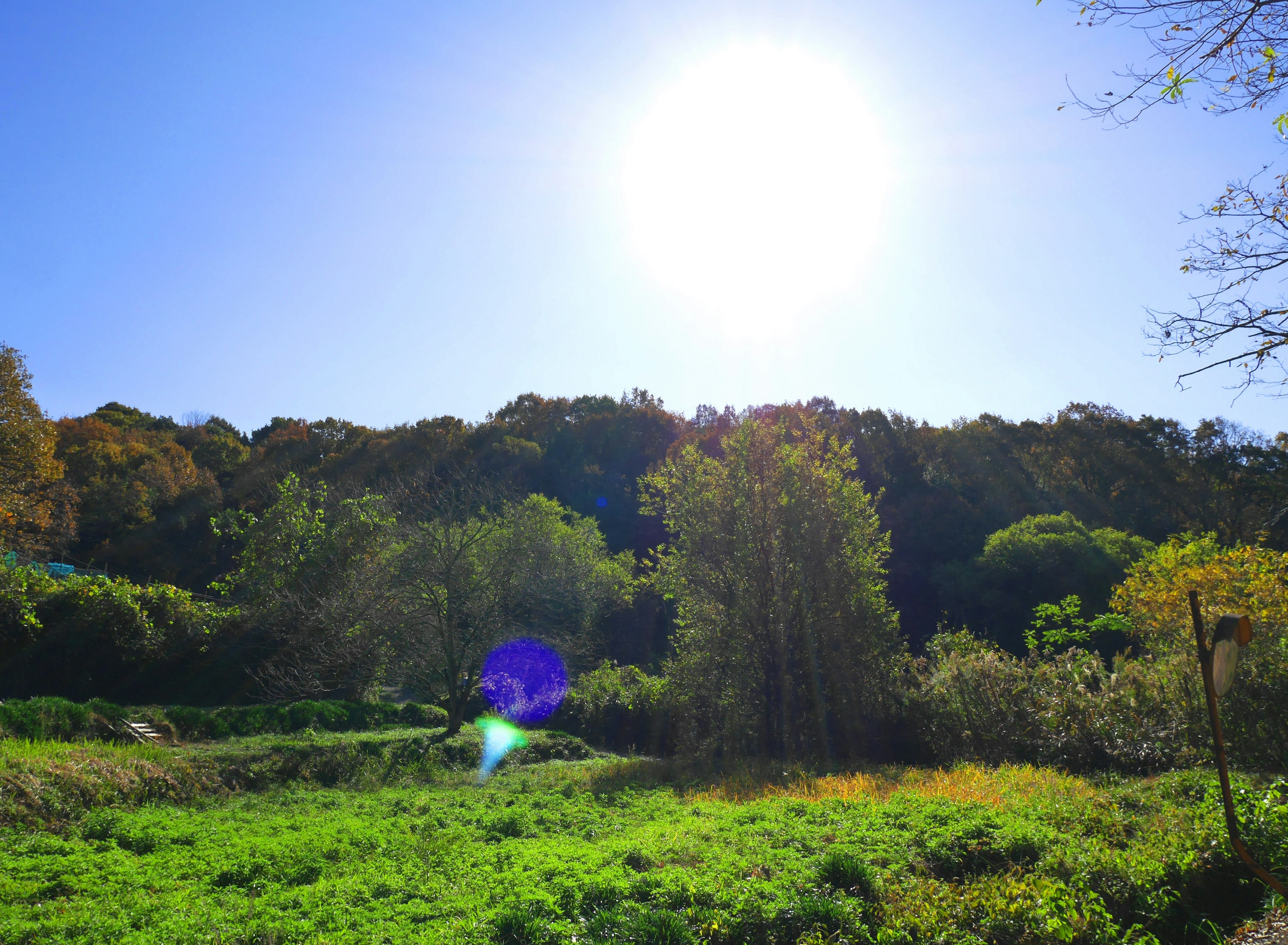 Lush green meadow with trees under a clear blue sky