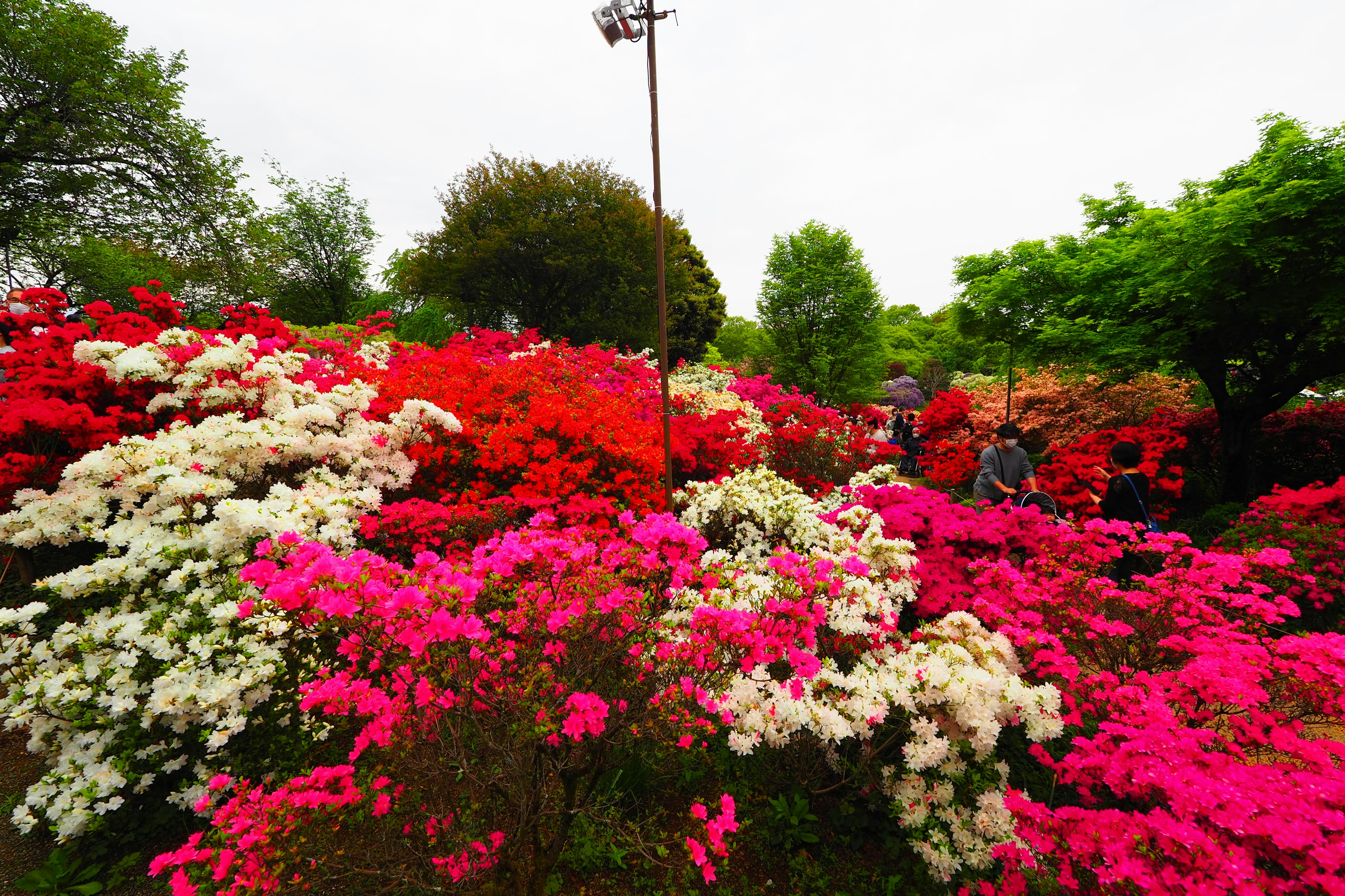 Flores de bugambilia vibrantes de varios colores floreciendo en un parque