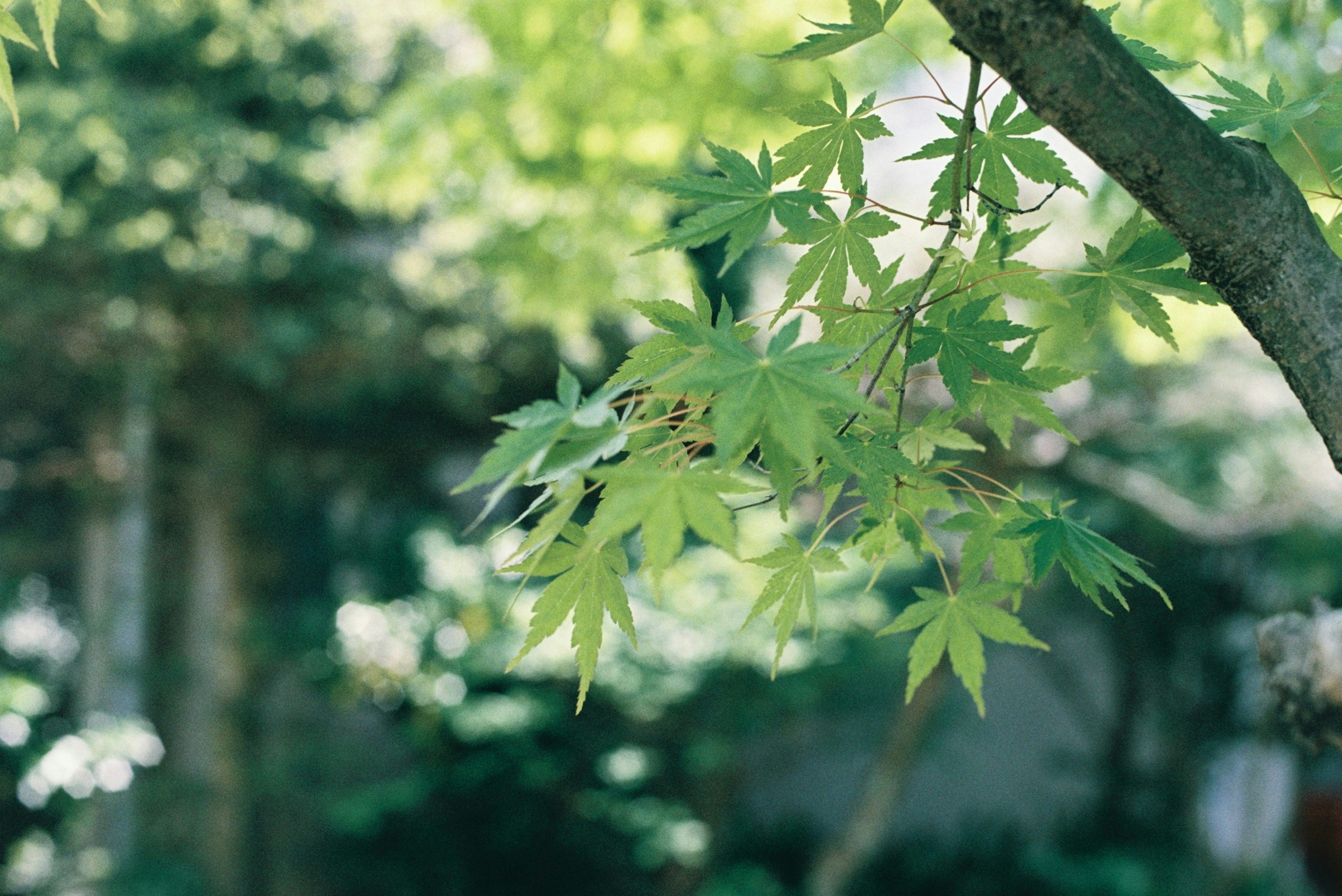 Primer plano de una rama de árbol con hojas verdes exuberantes