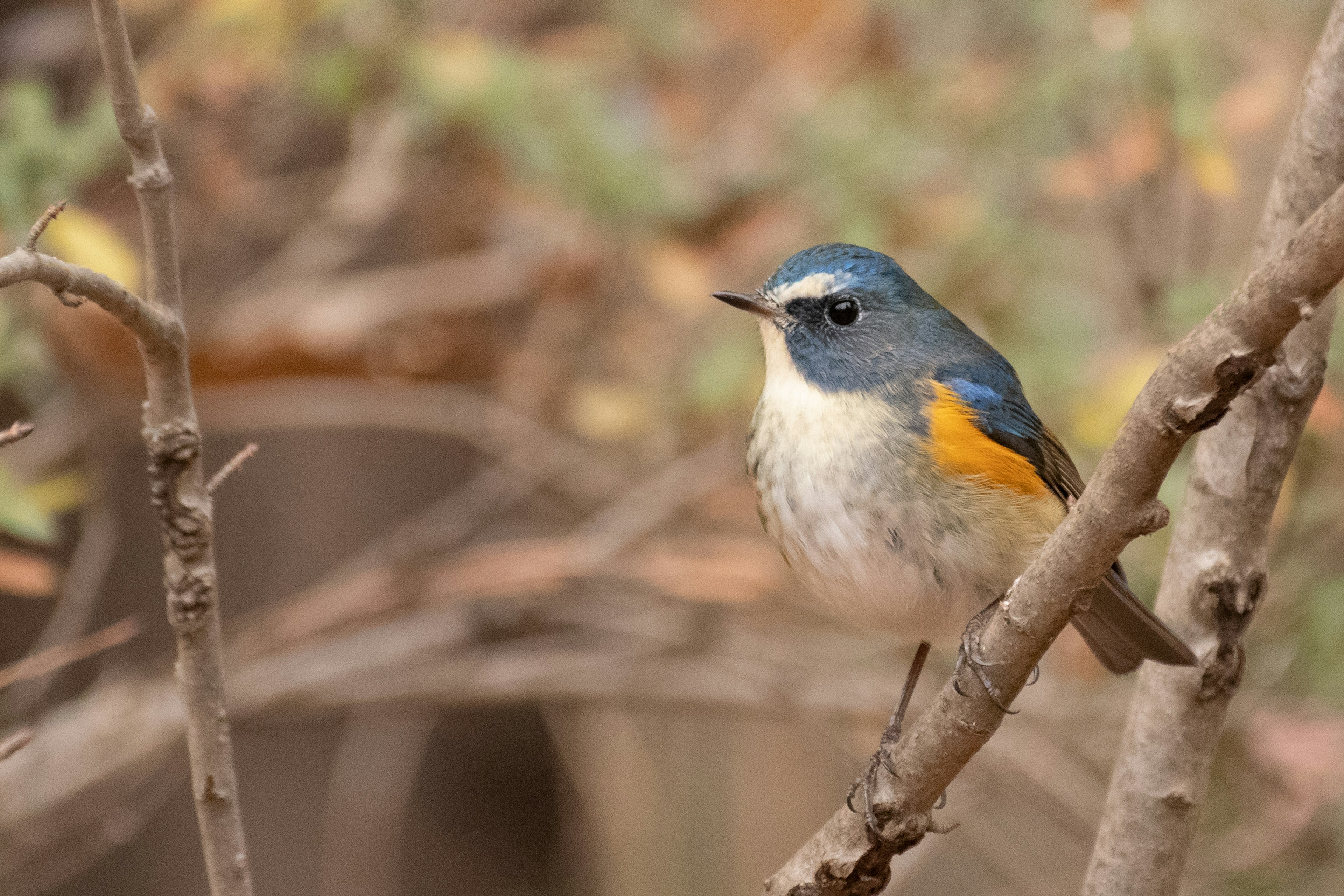 A small bird with blue feathers and an orange belly perched on a branch