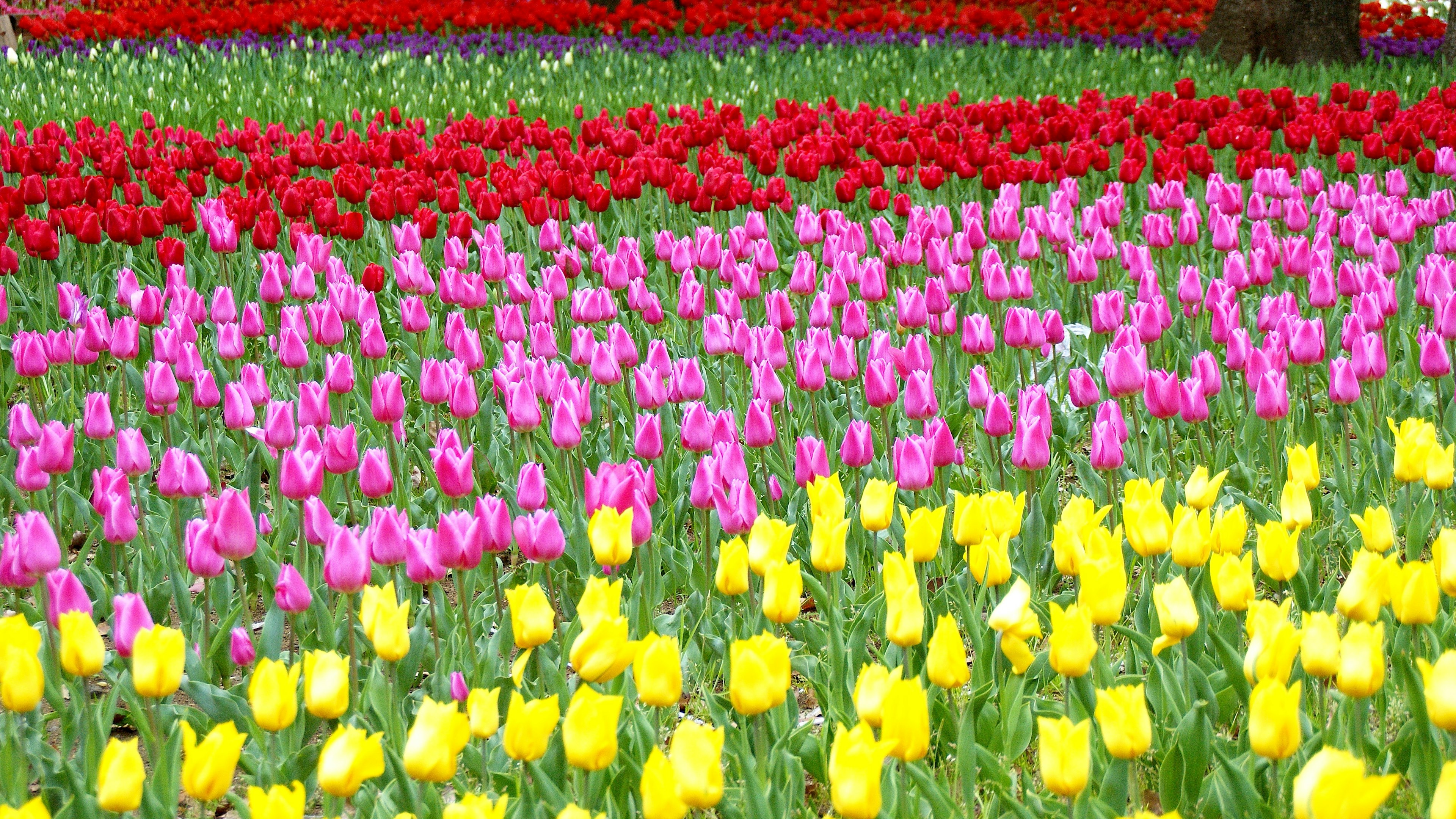 Colorful tulip field with rows of red pink and yellow flowers