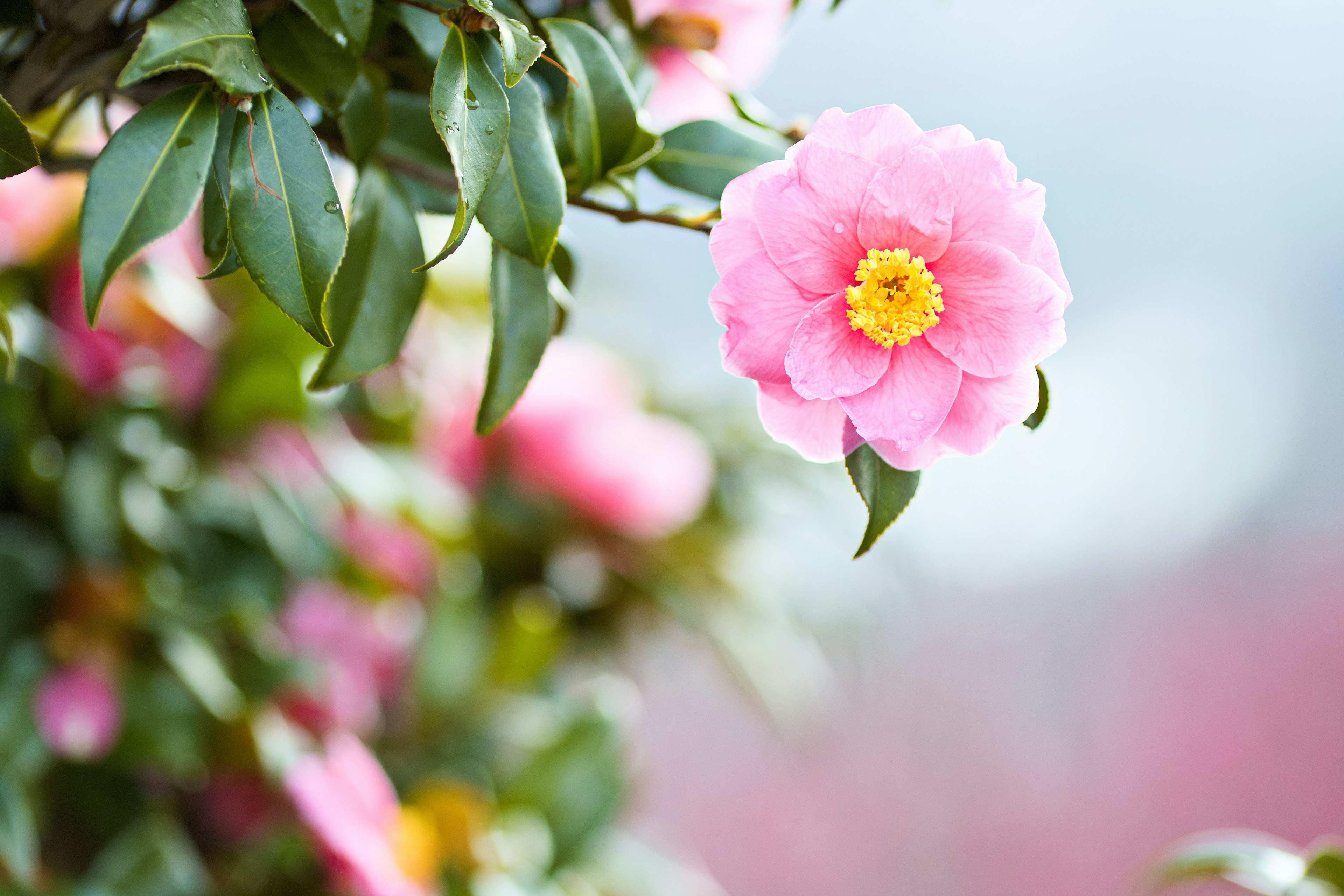 Sebuah bunga camelia merah muda dengan daun hijau yang tersusun indah