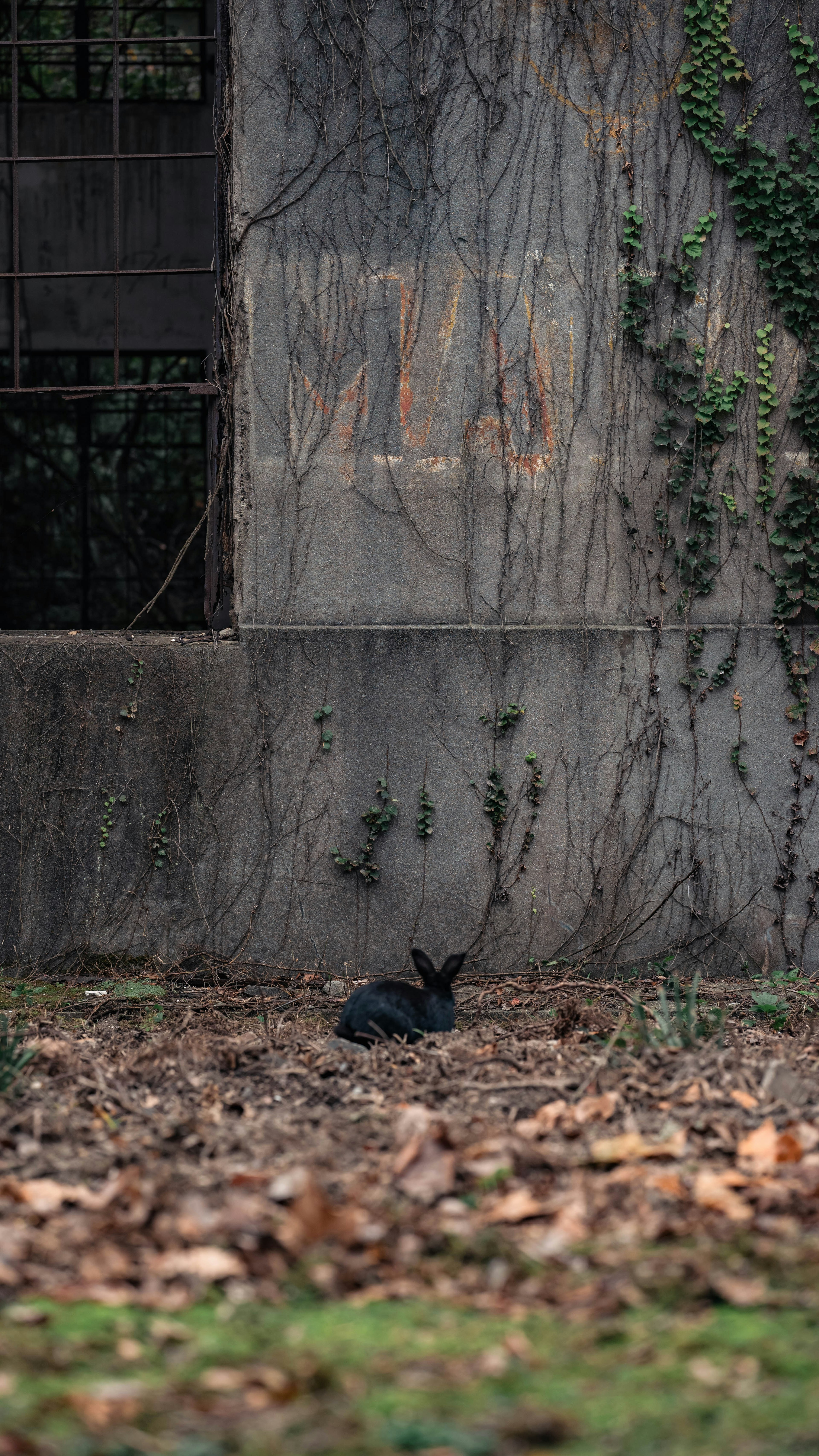 Un conejo negro acostado sobre hojas caídas cerca de una pared de concreto