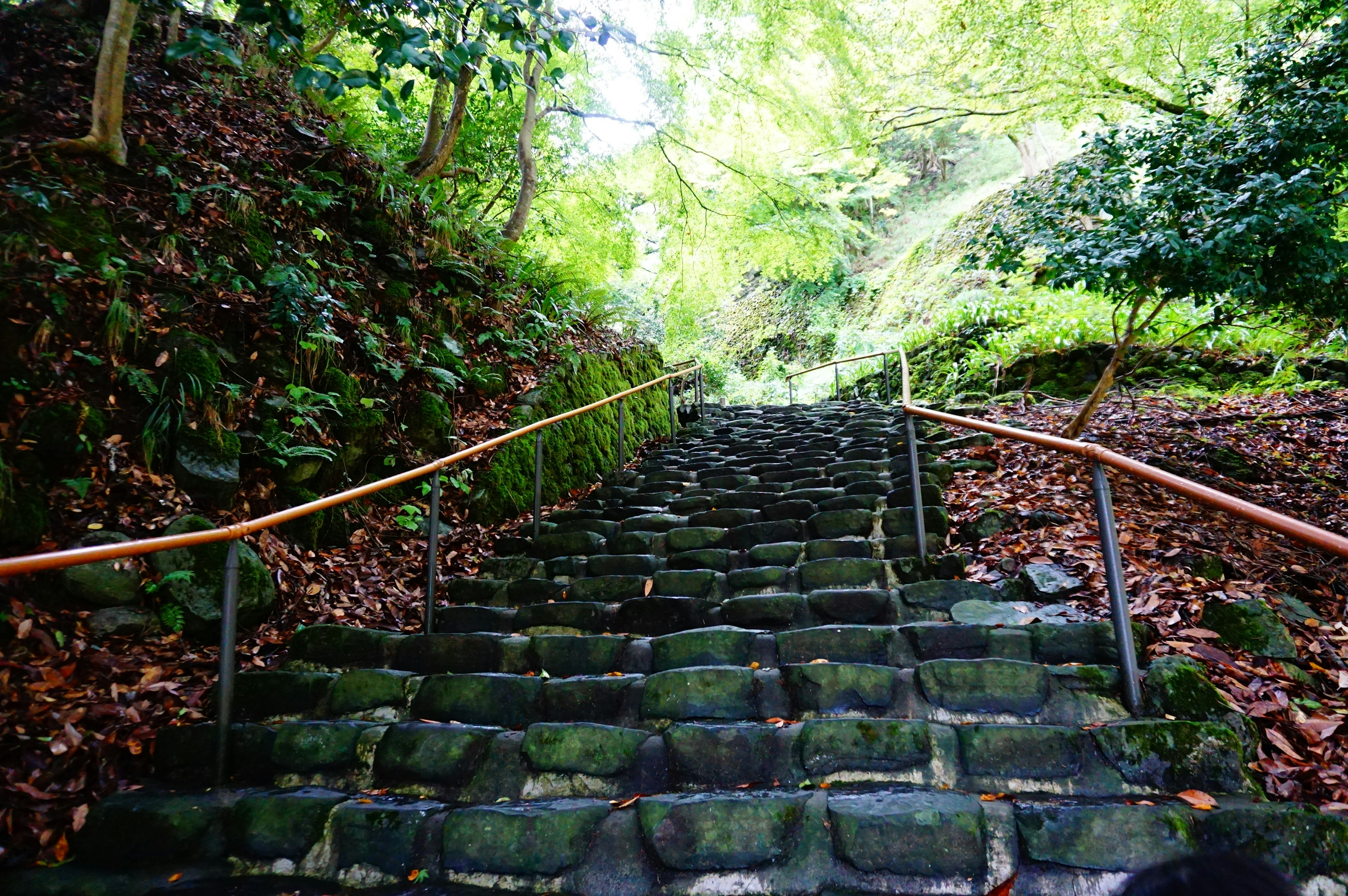 Escalier en pierre menant vers le haut, entouré de verdure luxuriante