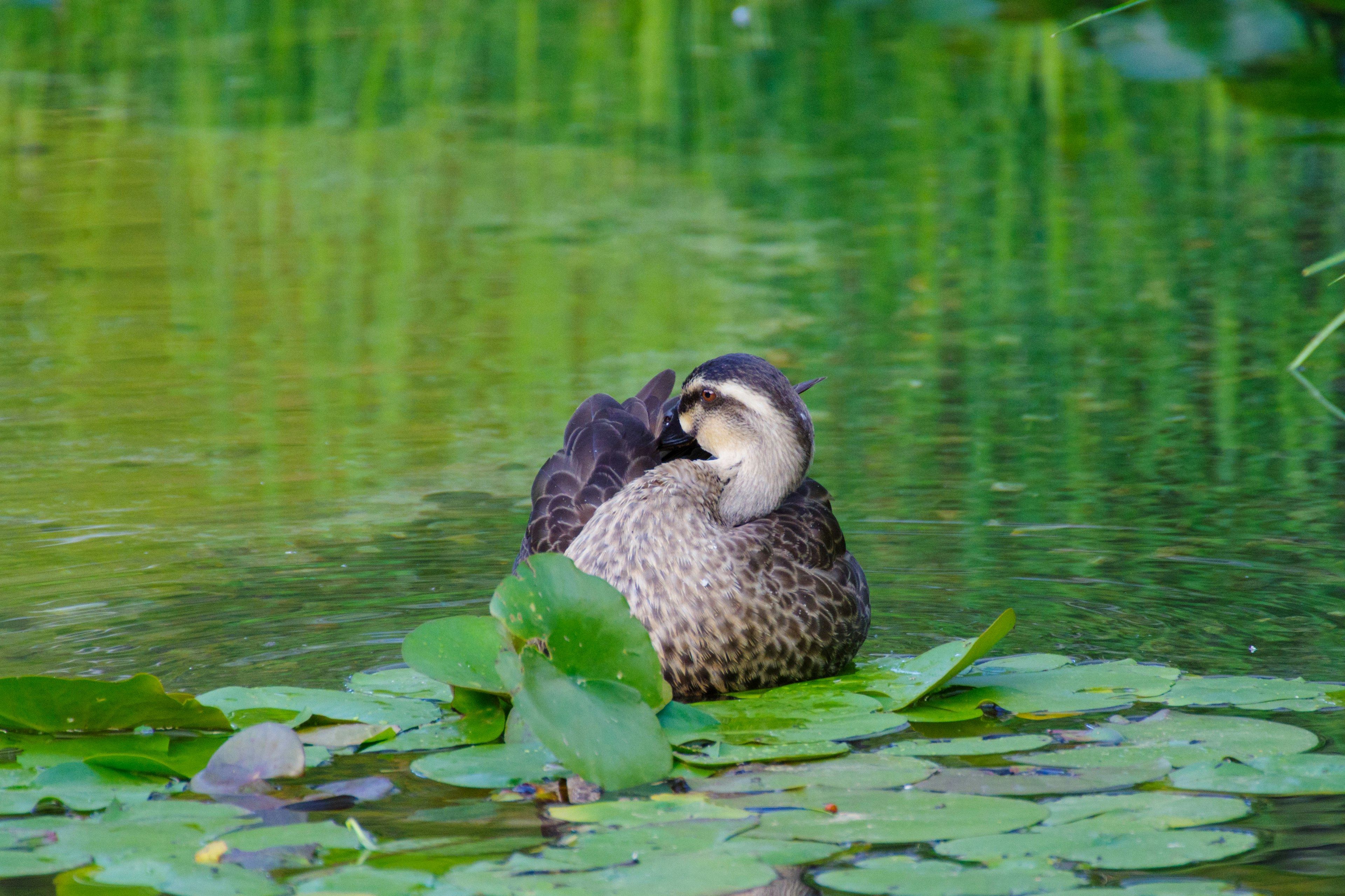 Un canard se reposant sur des nénuphars dans un étang serein