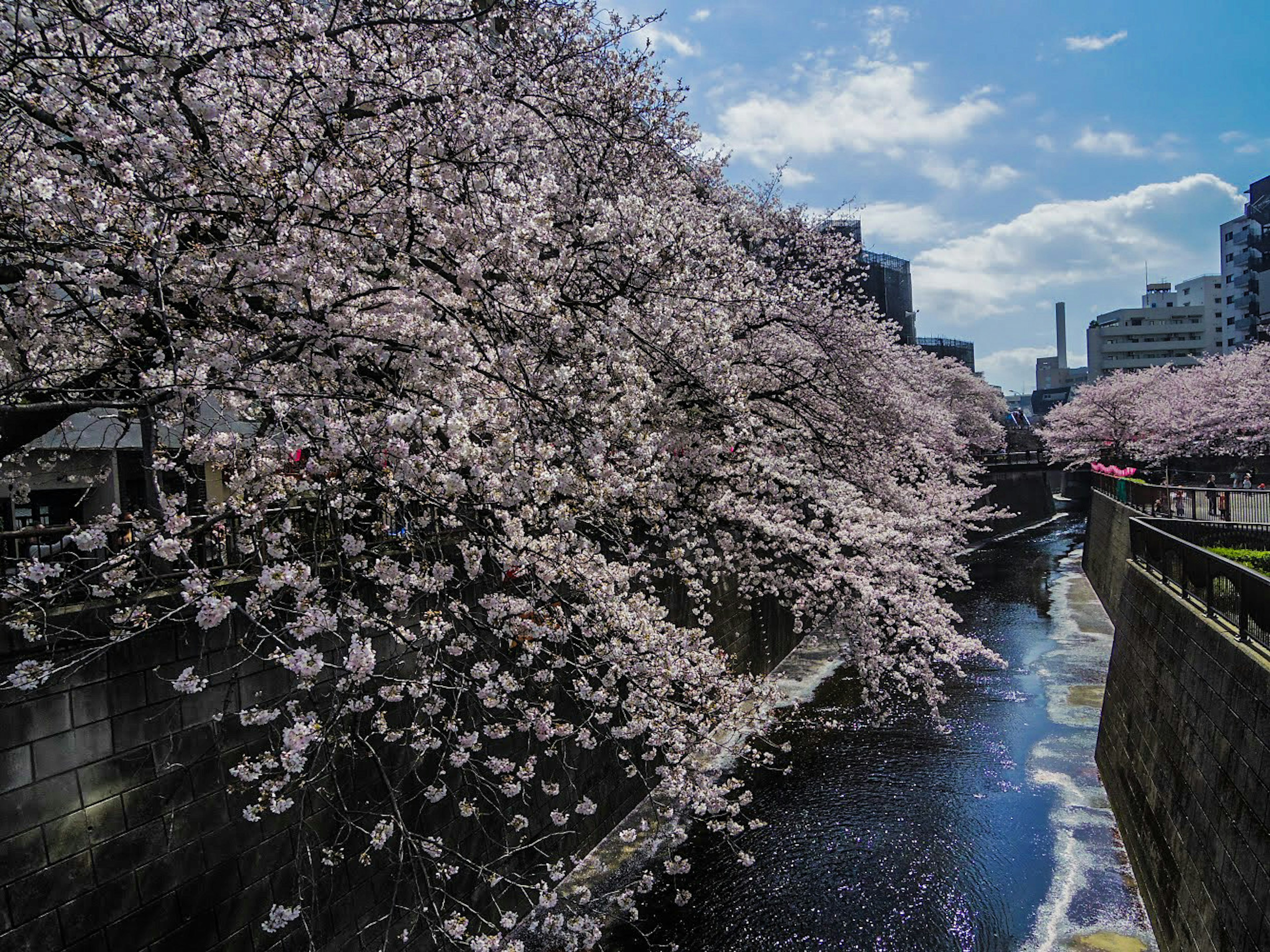 Pemandangan pohon sakura di tepi sungai