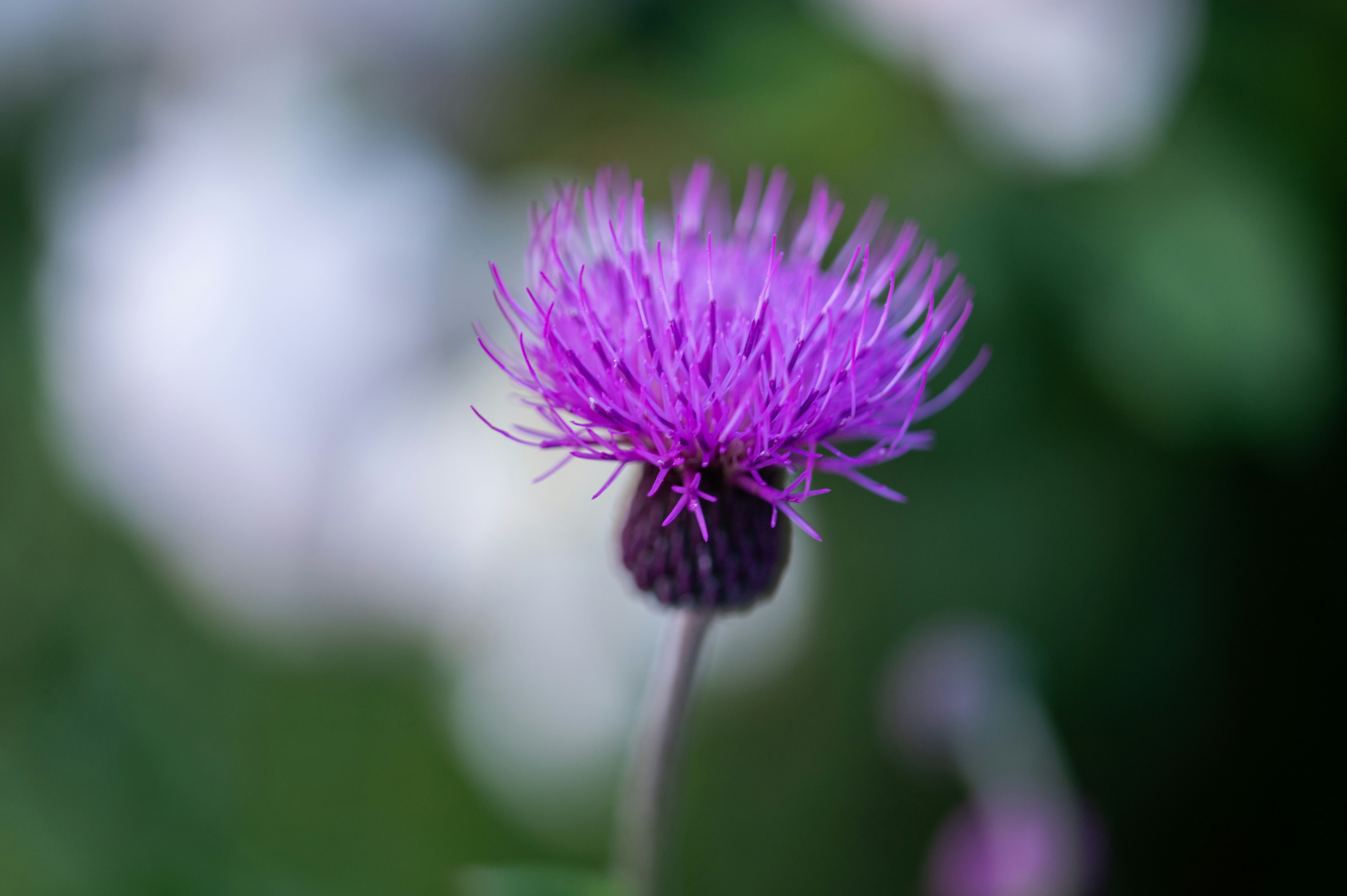 Lebendige lila Blume mit verschwommenem Hintergrund, der ihre Schönheit hervorhebt