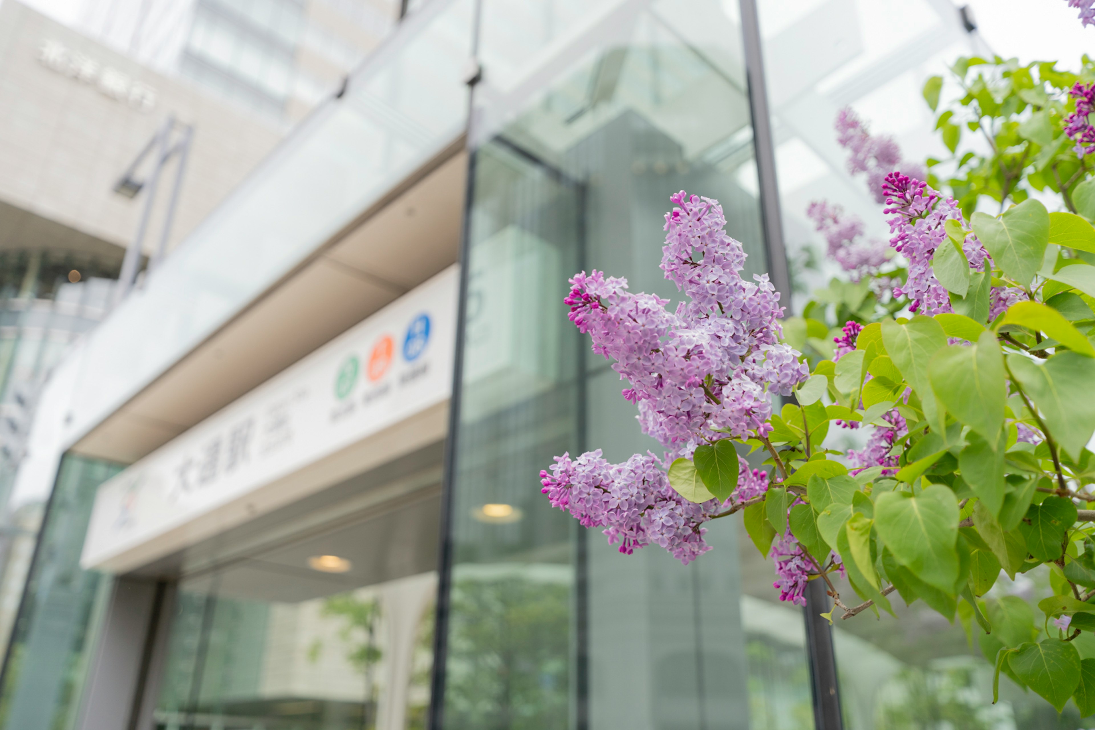 ガラス張りの建物の前に咲く紫色の花と緑の葉