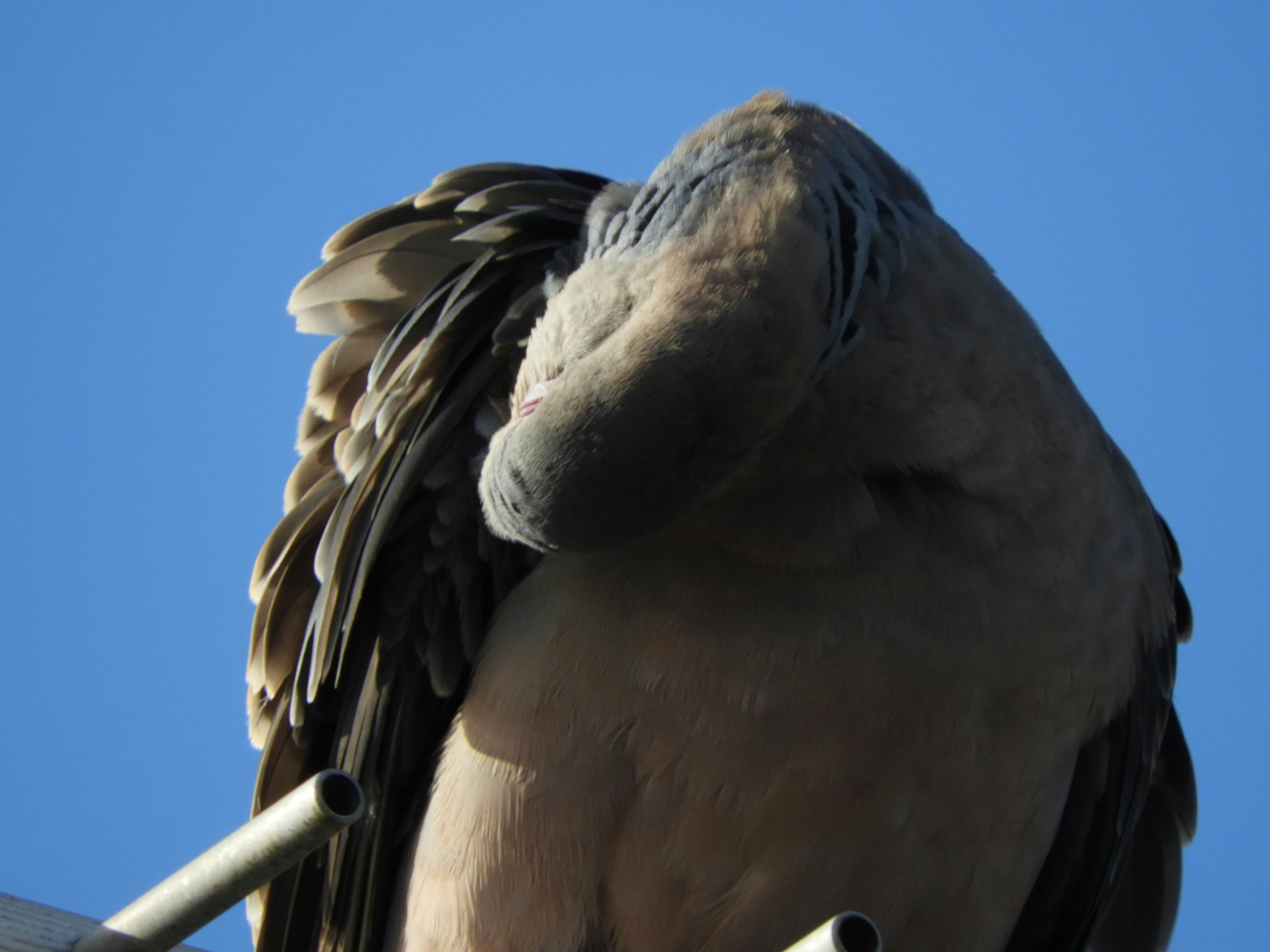 Nahaufnahme eines Vogels vor dem Himmel mit dunklen Federn und einer einzigartigen Kopfform