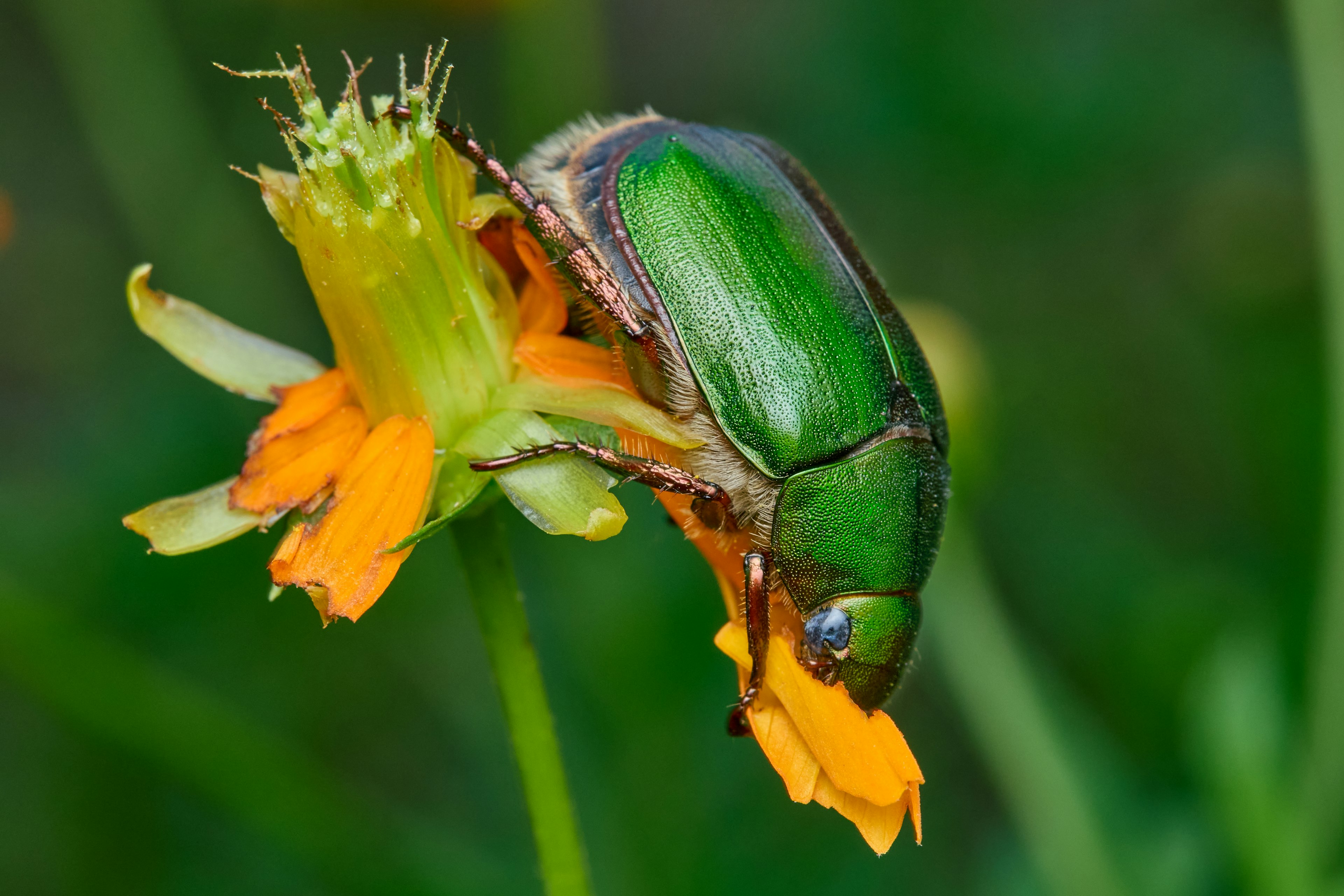 Escarabajo verde posado sobre una flor naranja