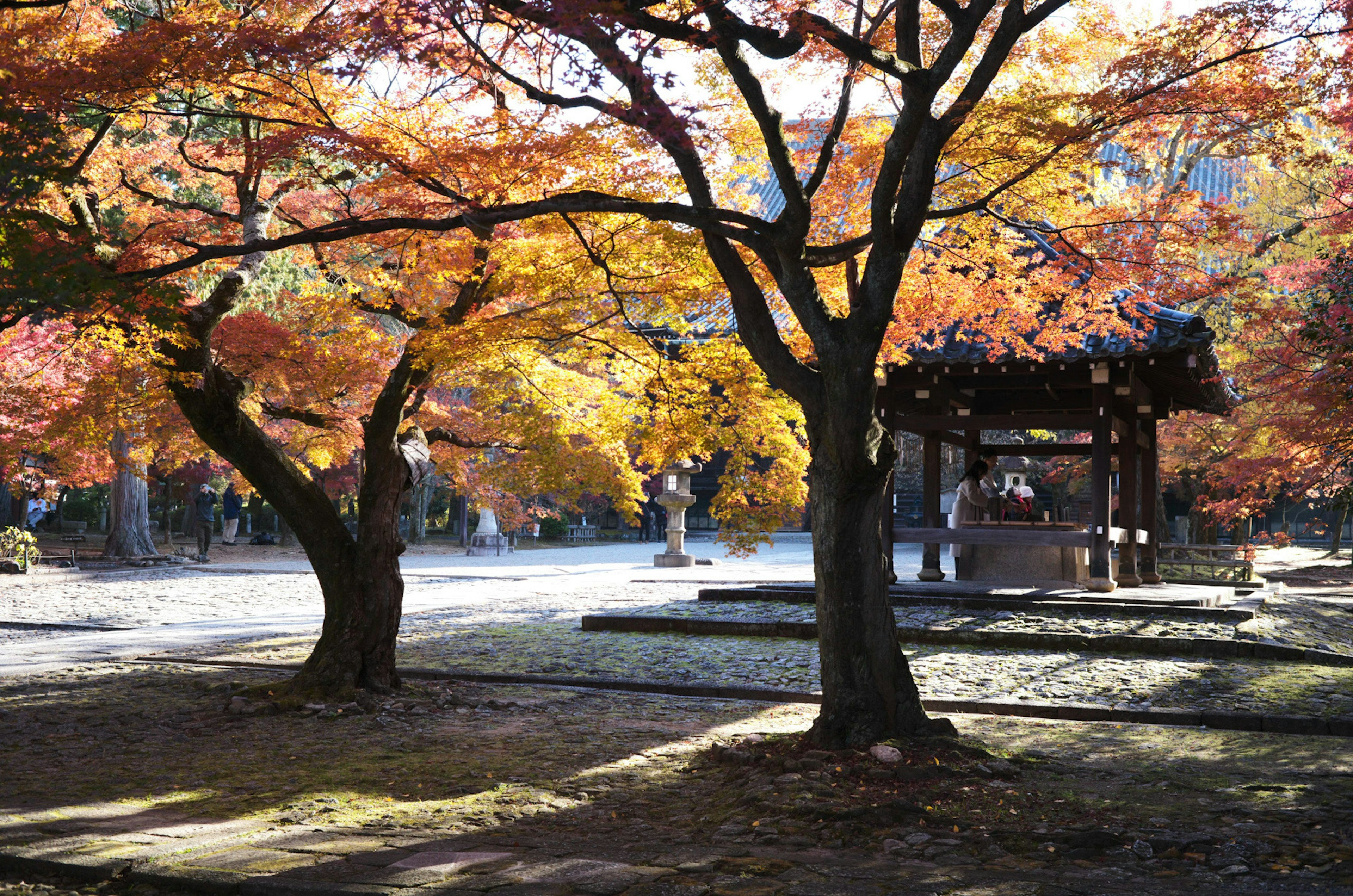 Scenic view of autumn foliage with colorful trees and sunlight filtering through