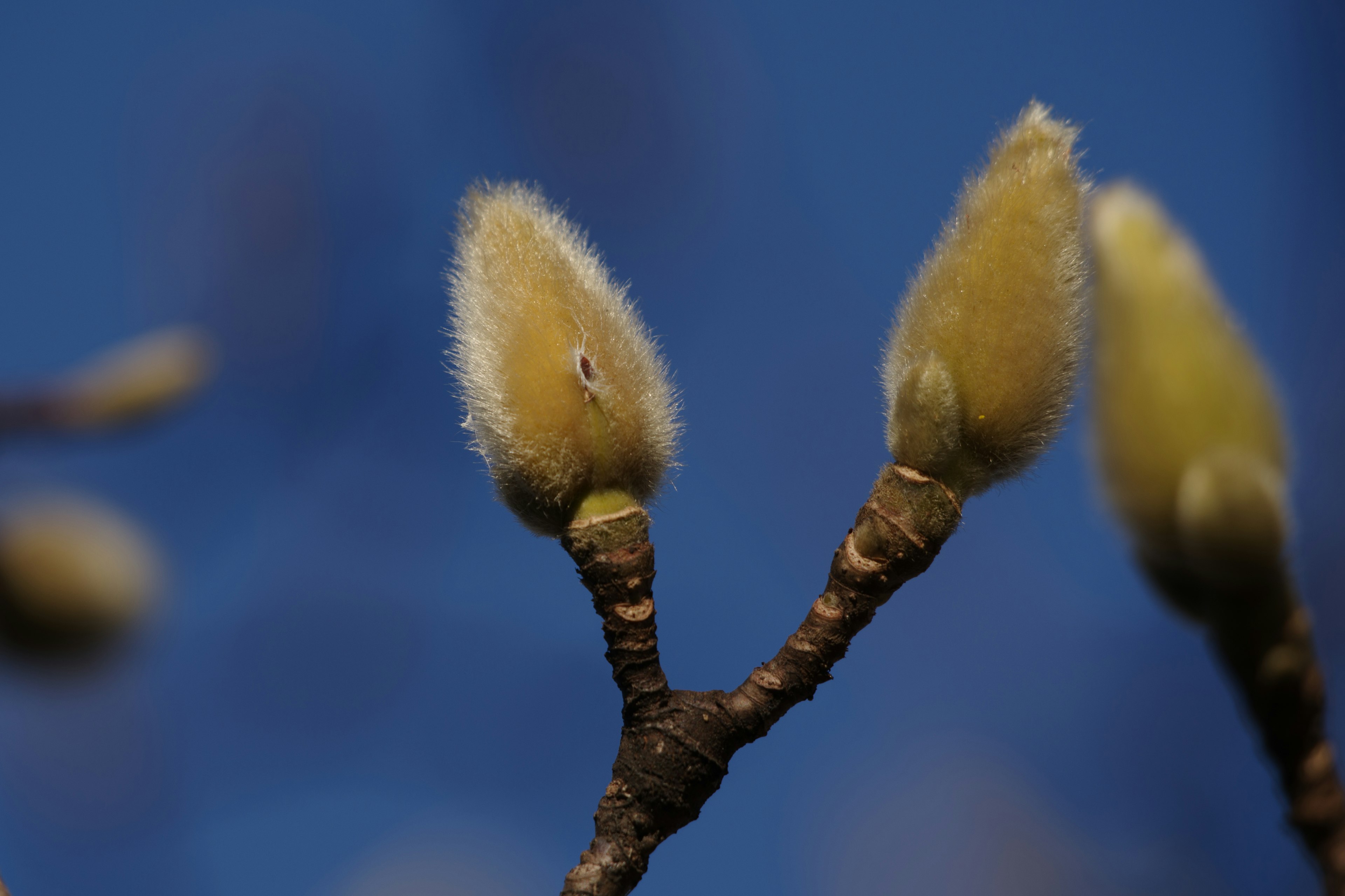 Close-up of magnolia buds against a blue background