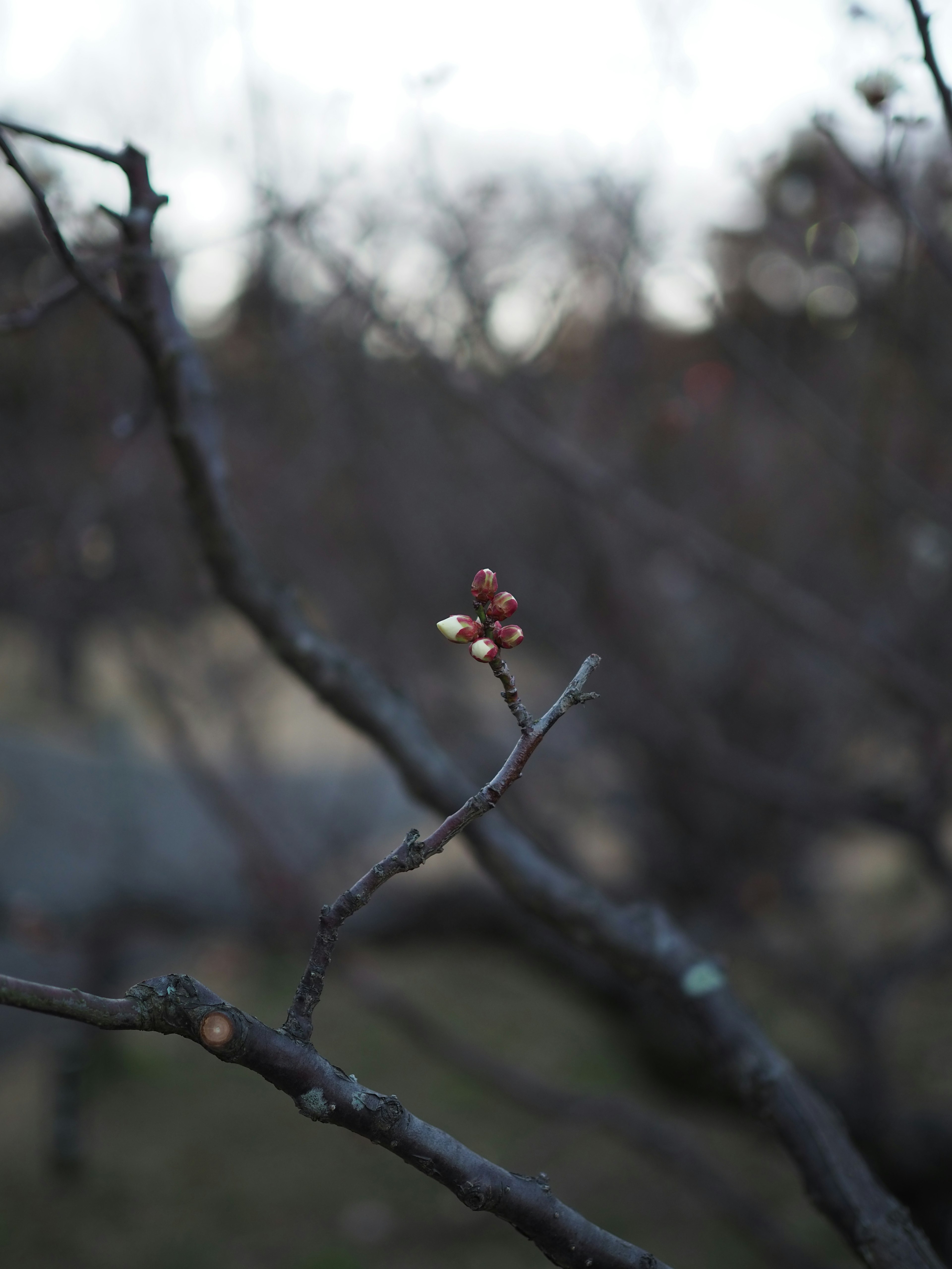 Primo piano di un germoglio su un ramo d'albero