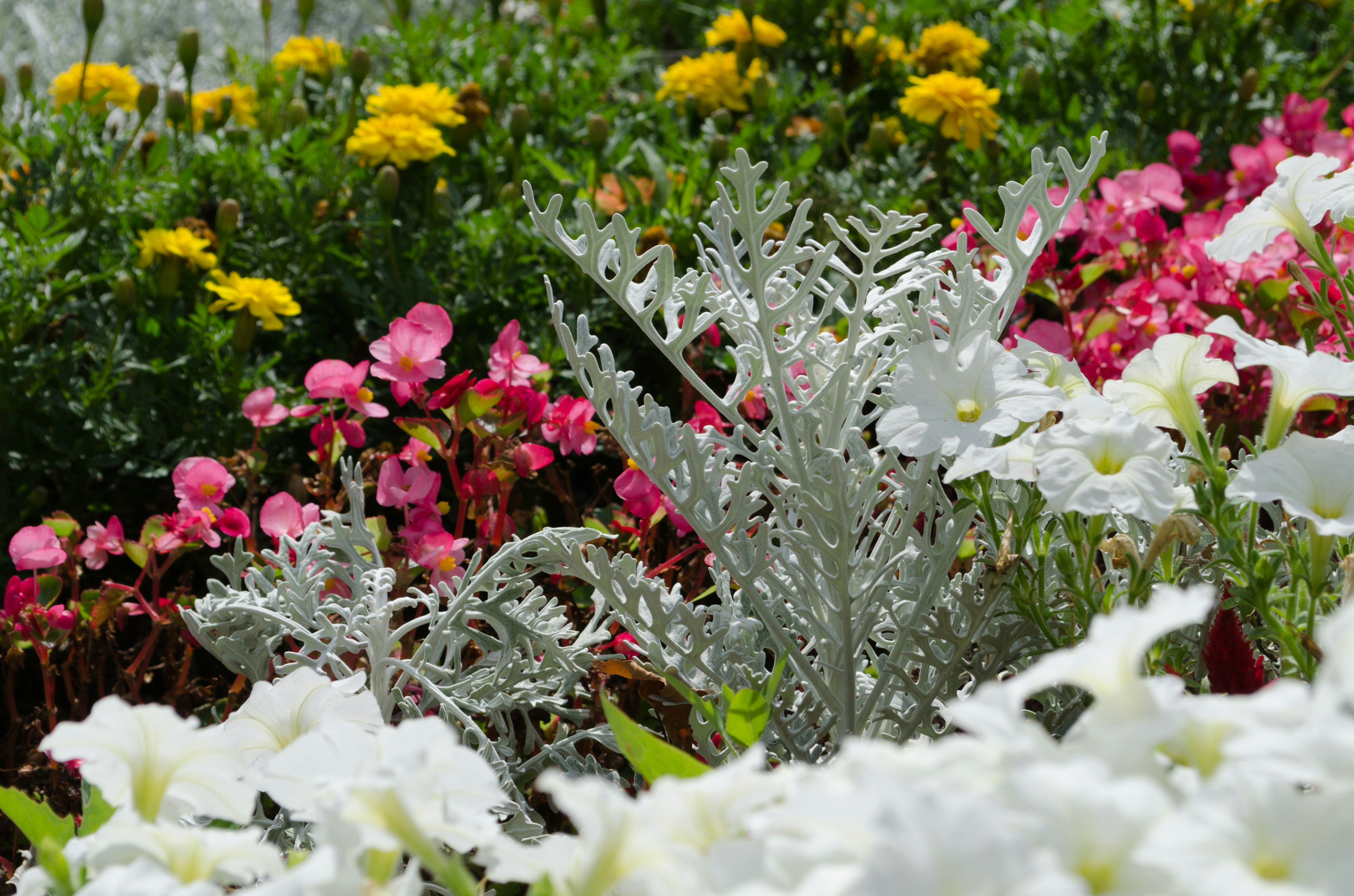 Scène de jardin vibrante avec des fleurs colorées fleurs blanches et feuillage argenté