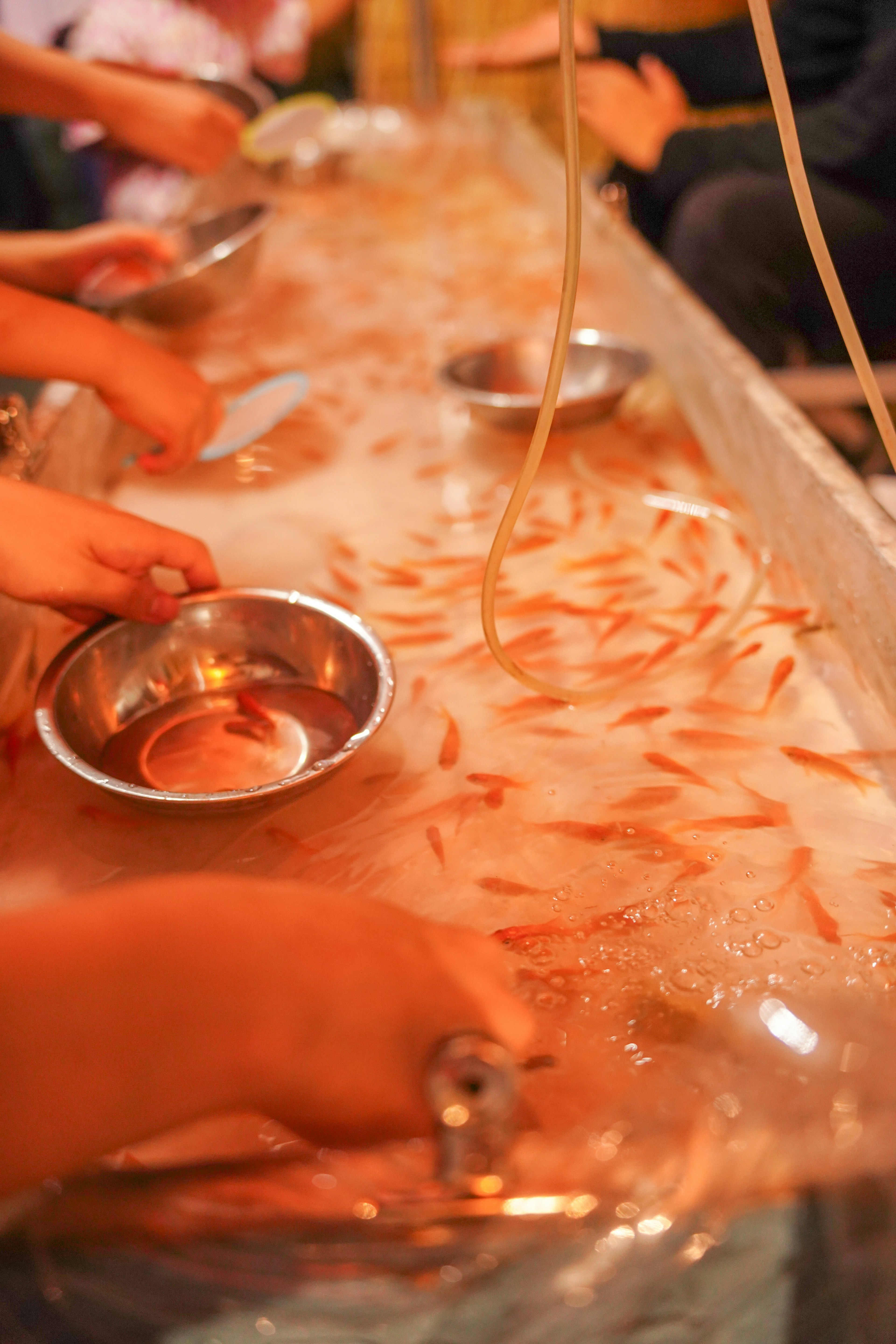 Manos de niños atrapando peces dorados en un tanque de agua