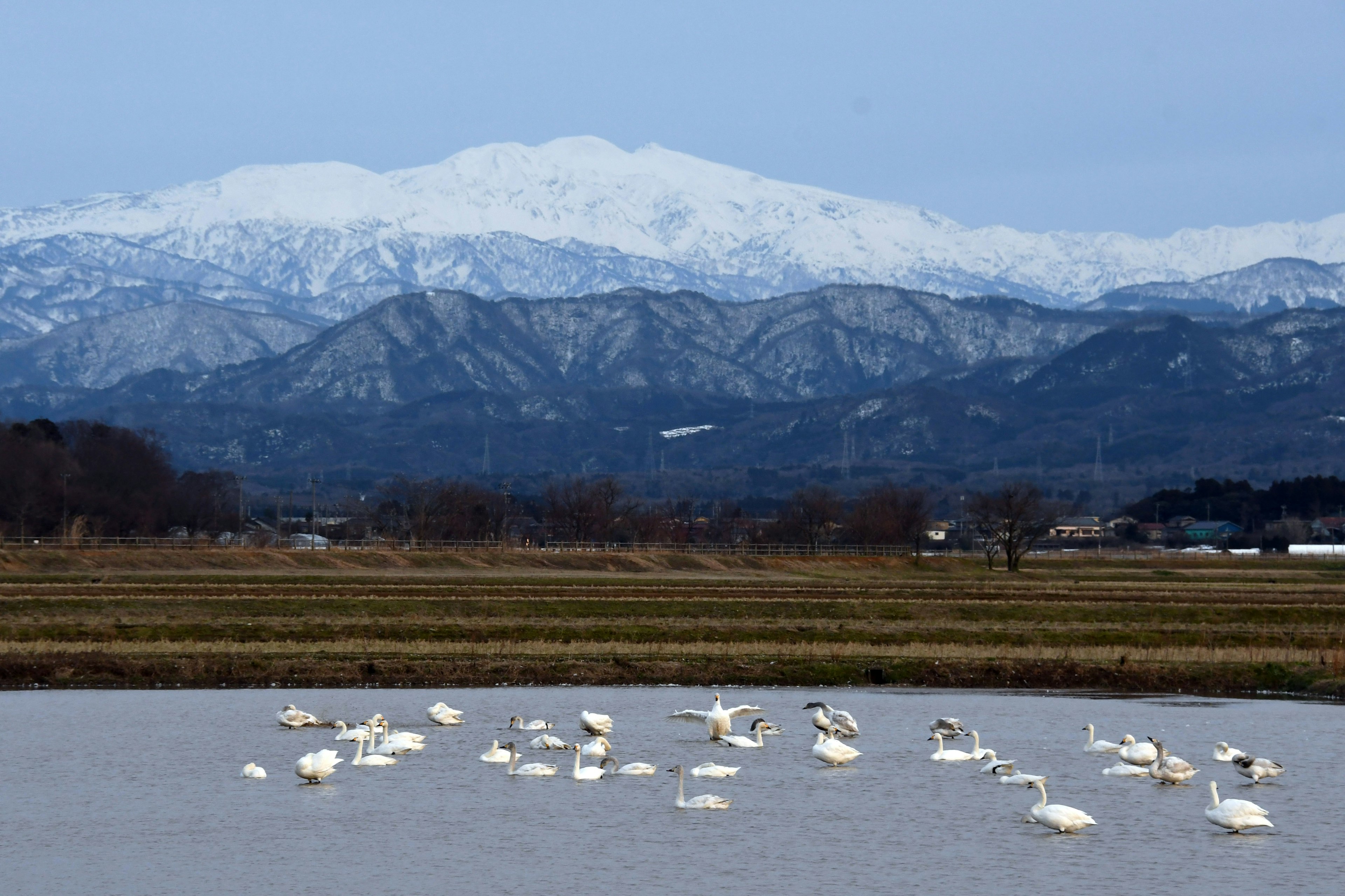 Swans gathered in a pond with snow-covered mountains in the background