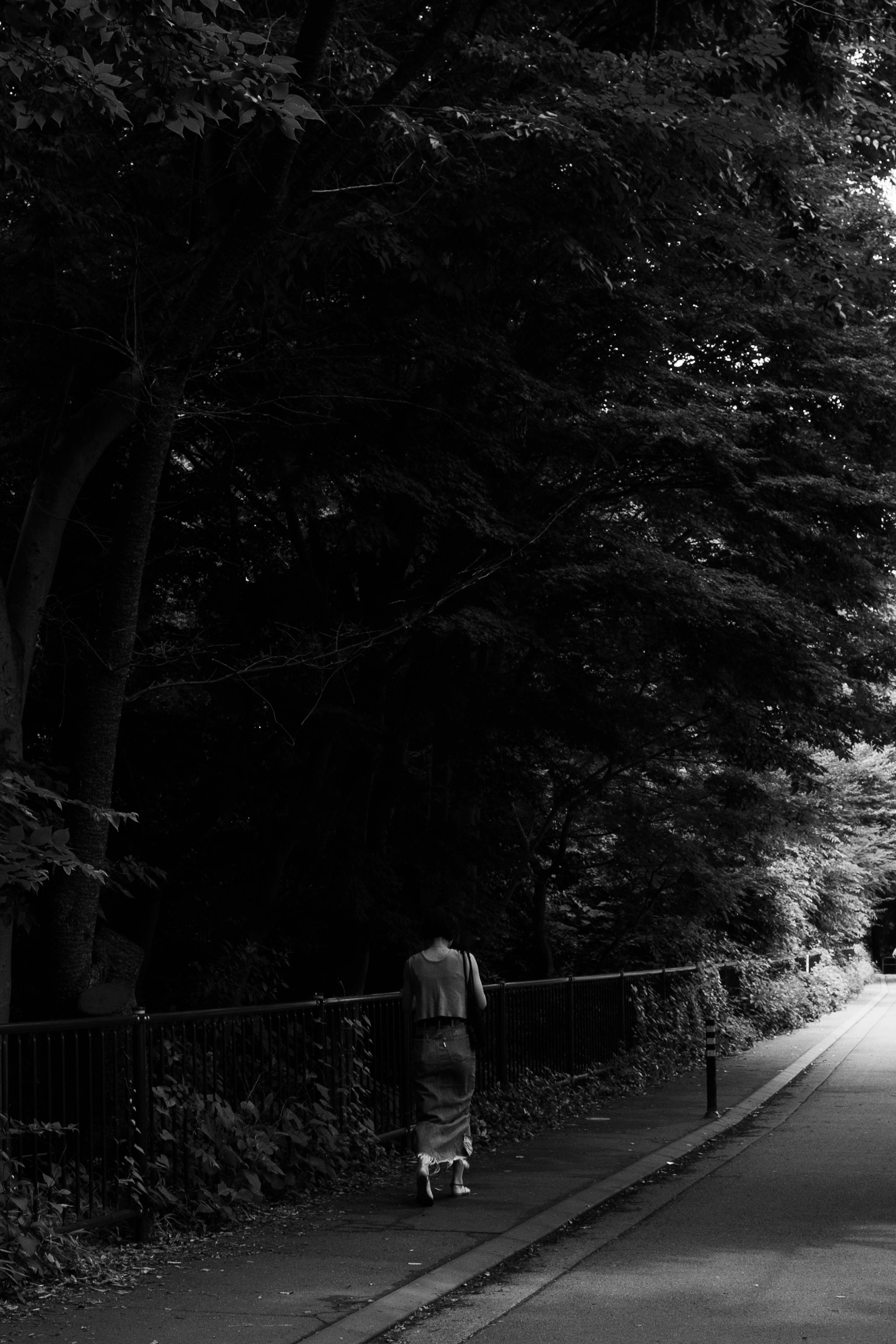 A person walking along a path surrounded by dense trees in black and white