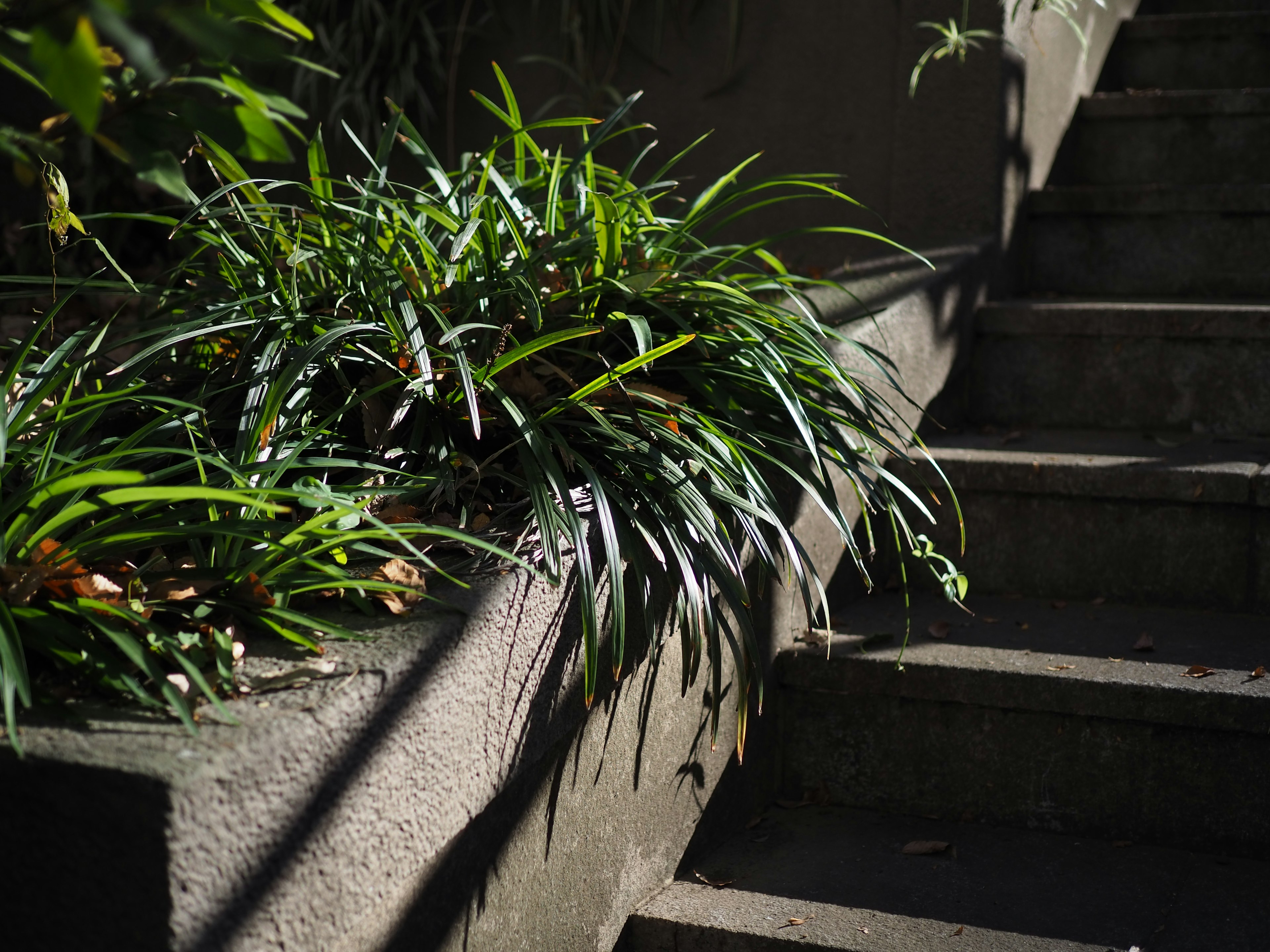 Plantas verdes exuberantes al lado de una escalera con sombras contrastantes