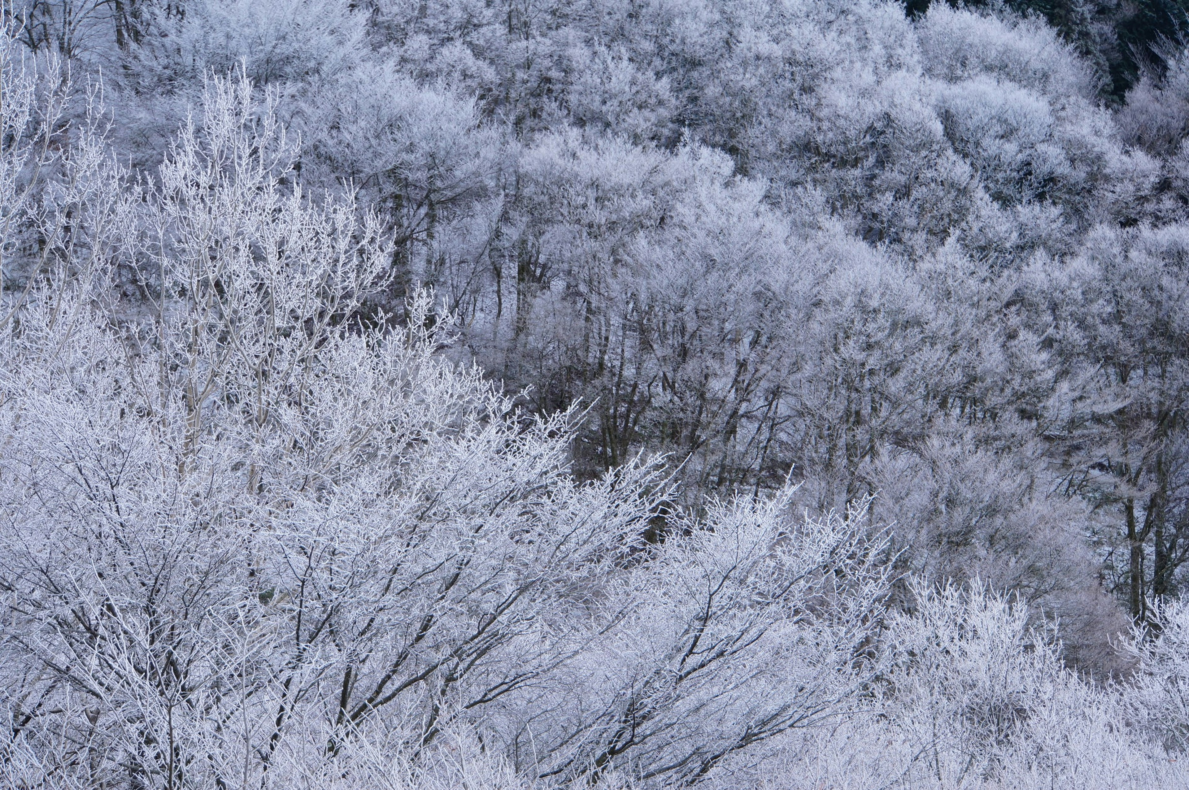 Schneebedeckte Bäume in einer Winterlandschaft mit kühlen Farbtönen