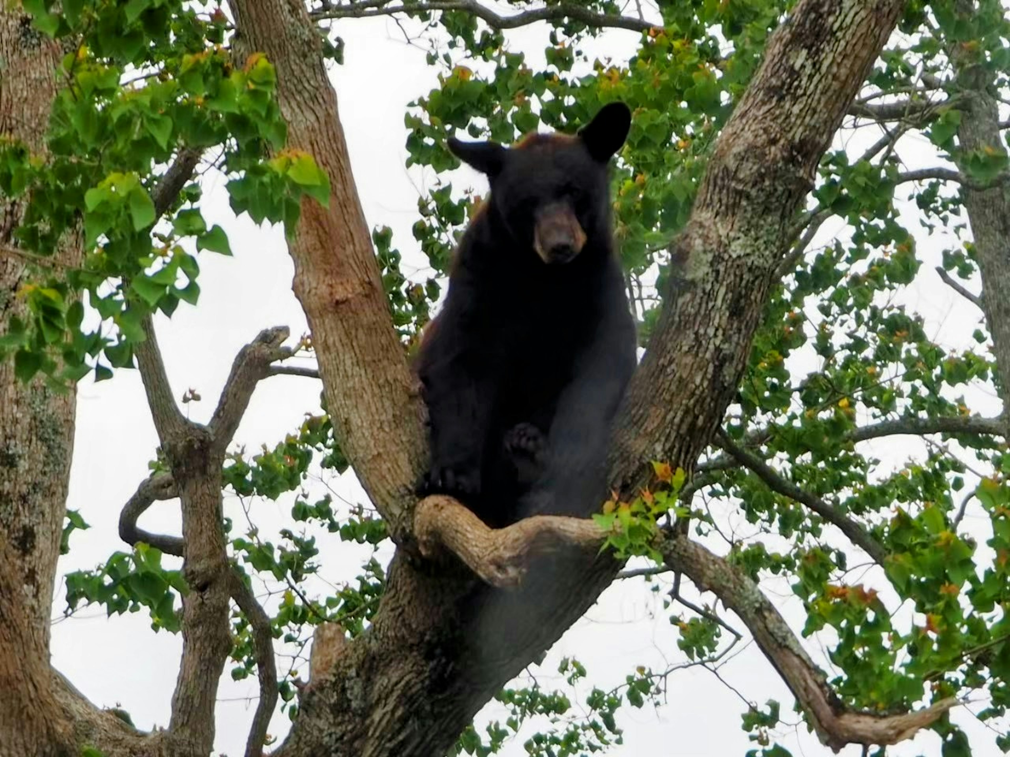 Schwarzer Bär sitzt auf einem Baumast