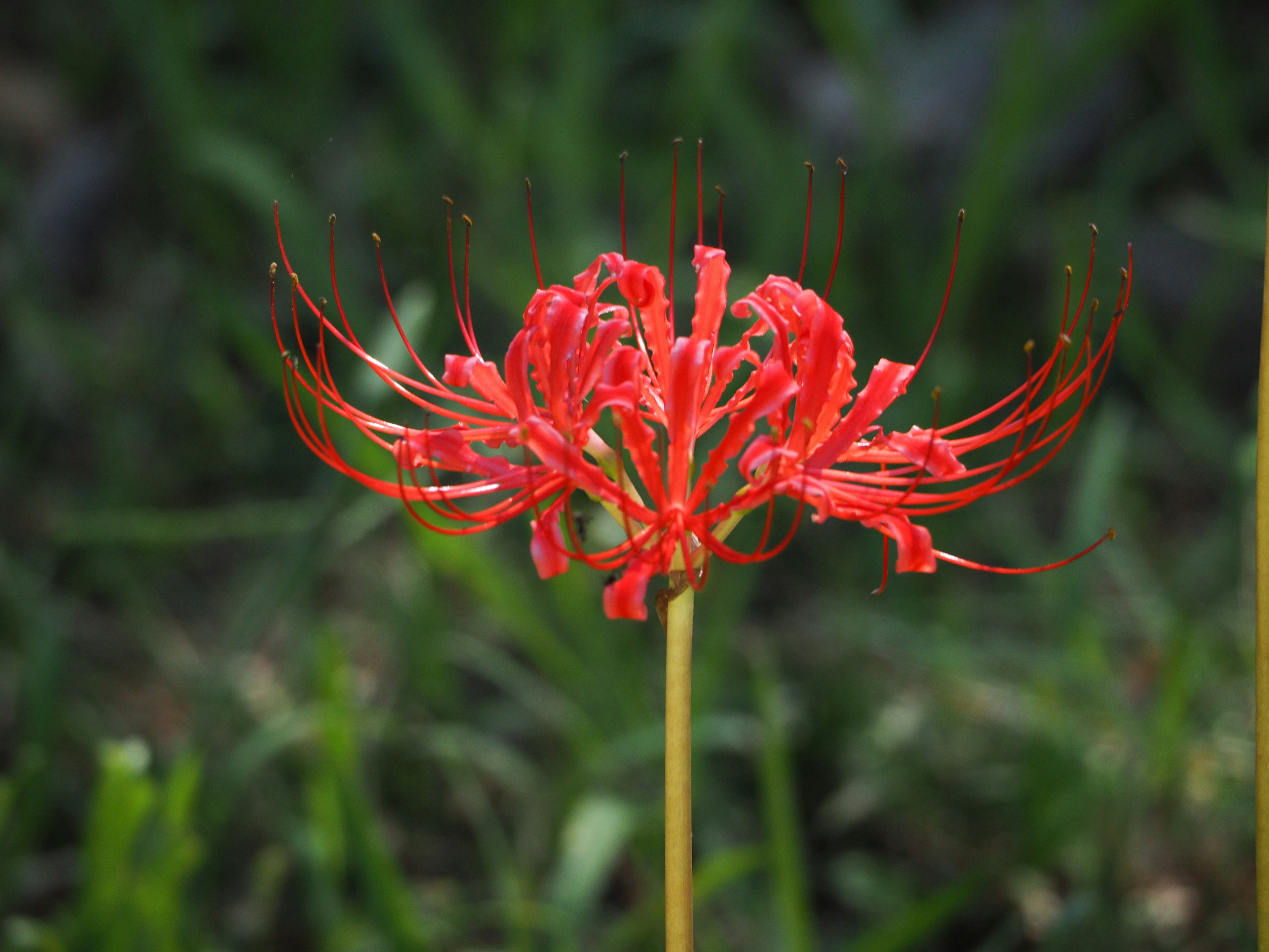 Red spider lily flower blooming amidst green grass