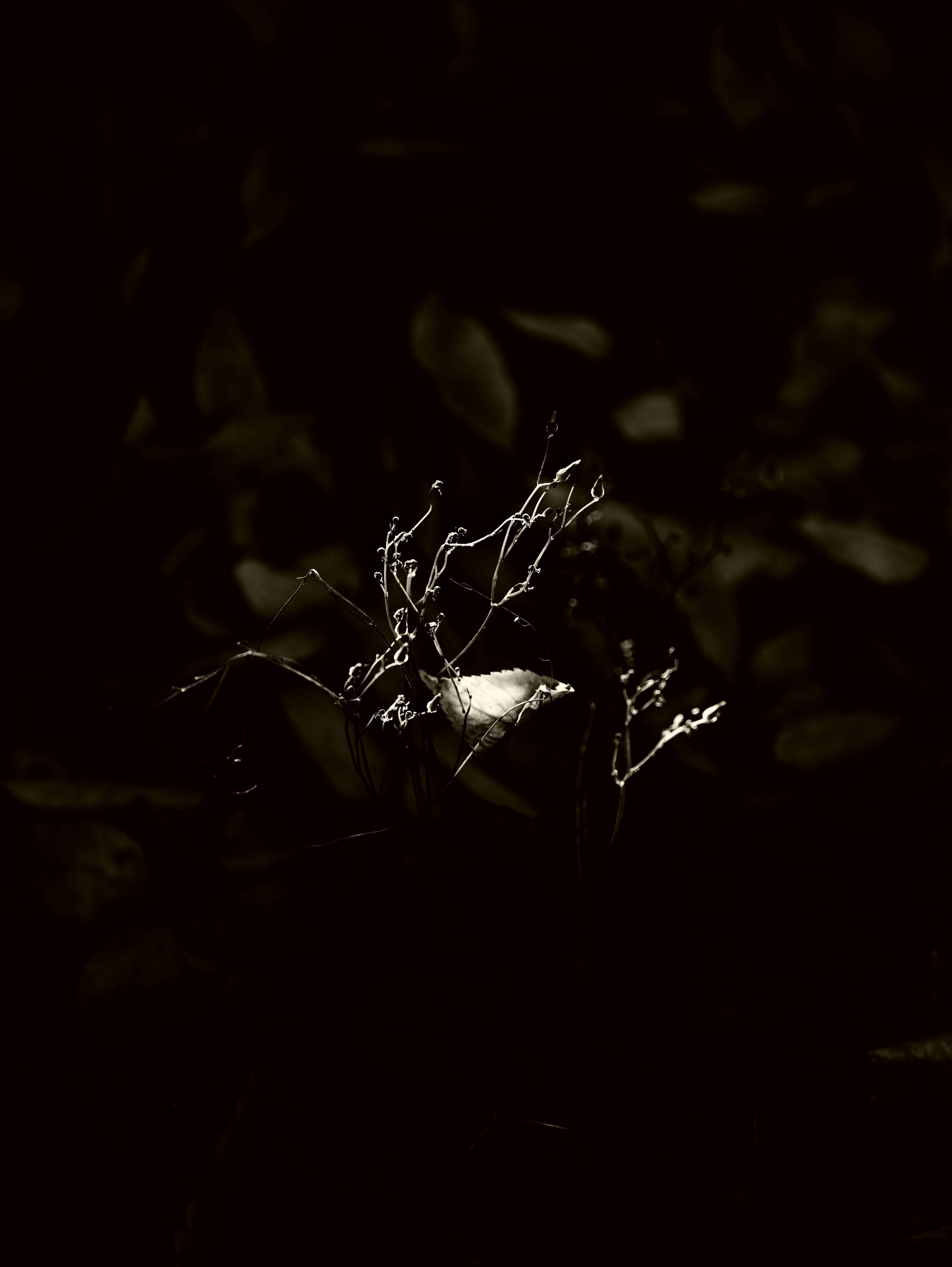 Illuminated plant branches against a dark background