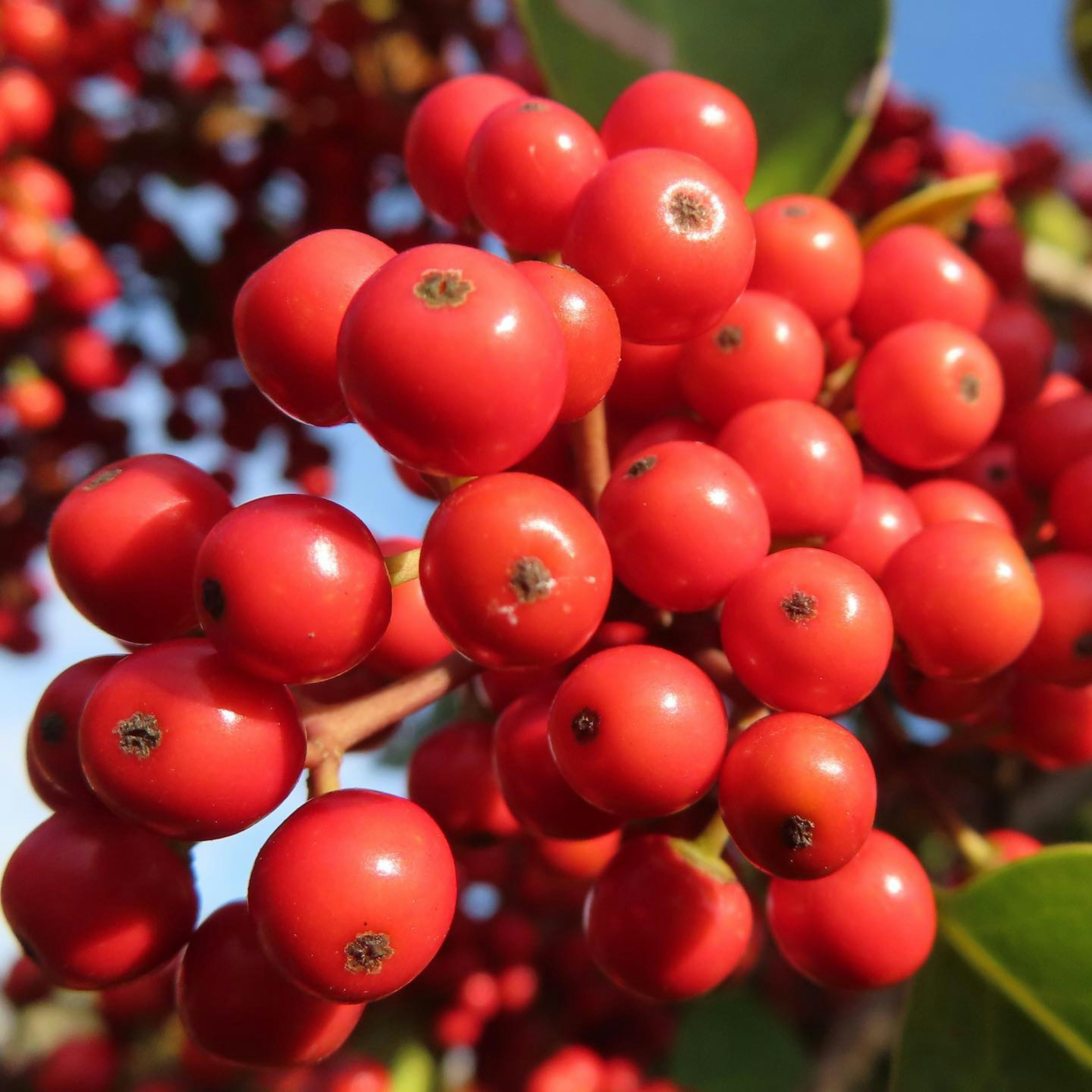 Close-up buah merah cerah pada tanaman