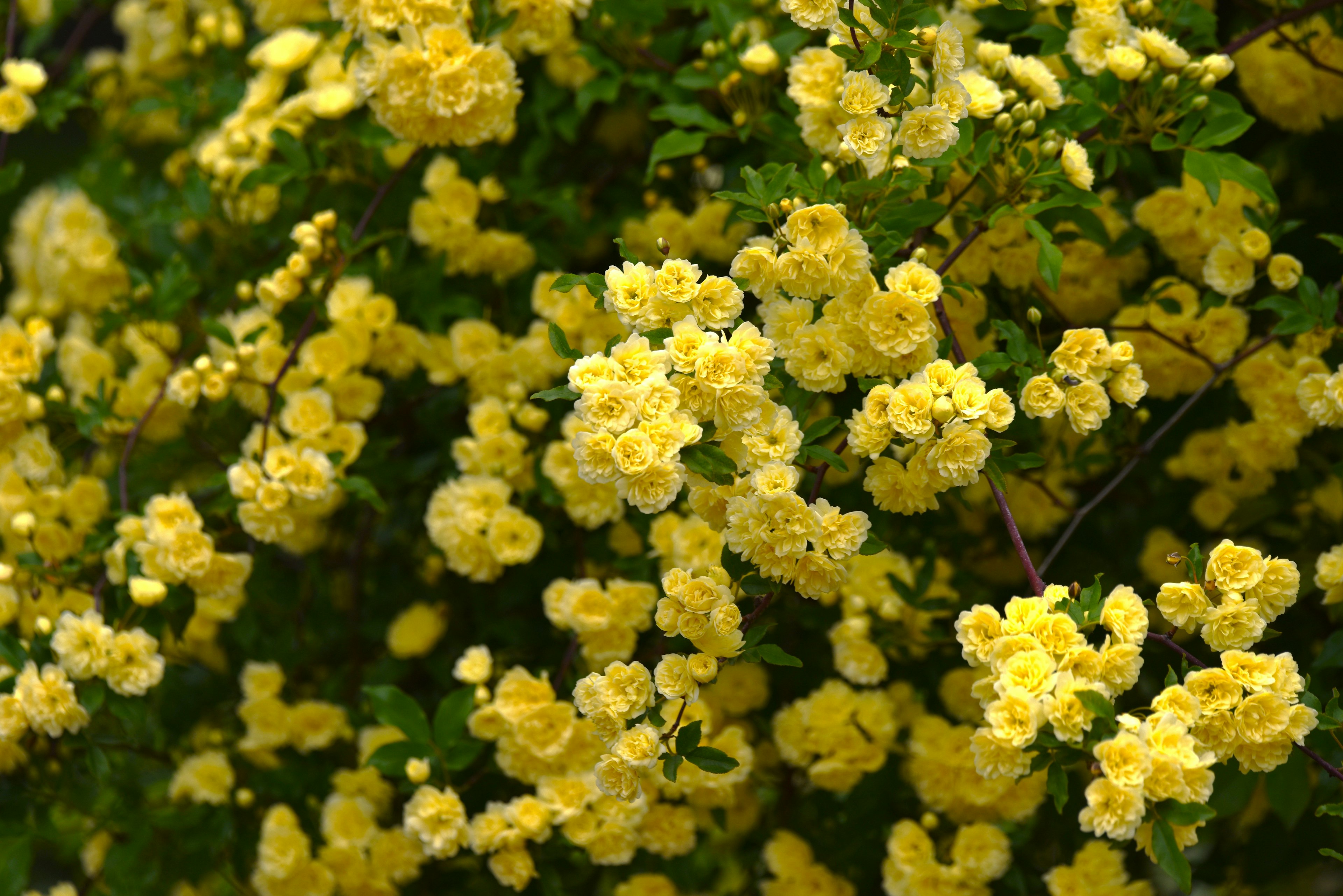 Gros plan sur un buisson couvert de fleurs jaunes vives