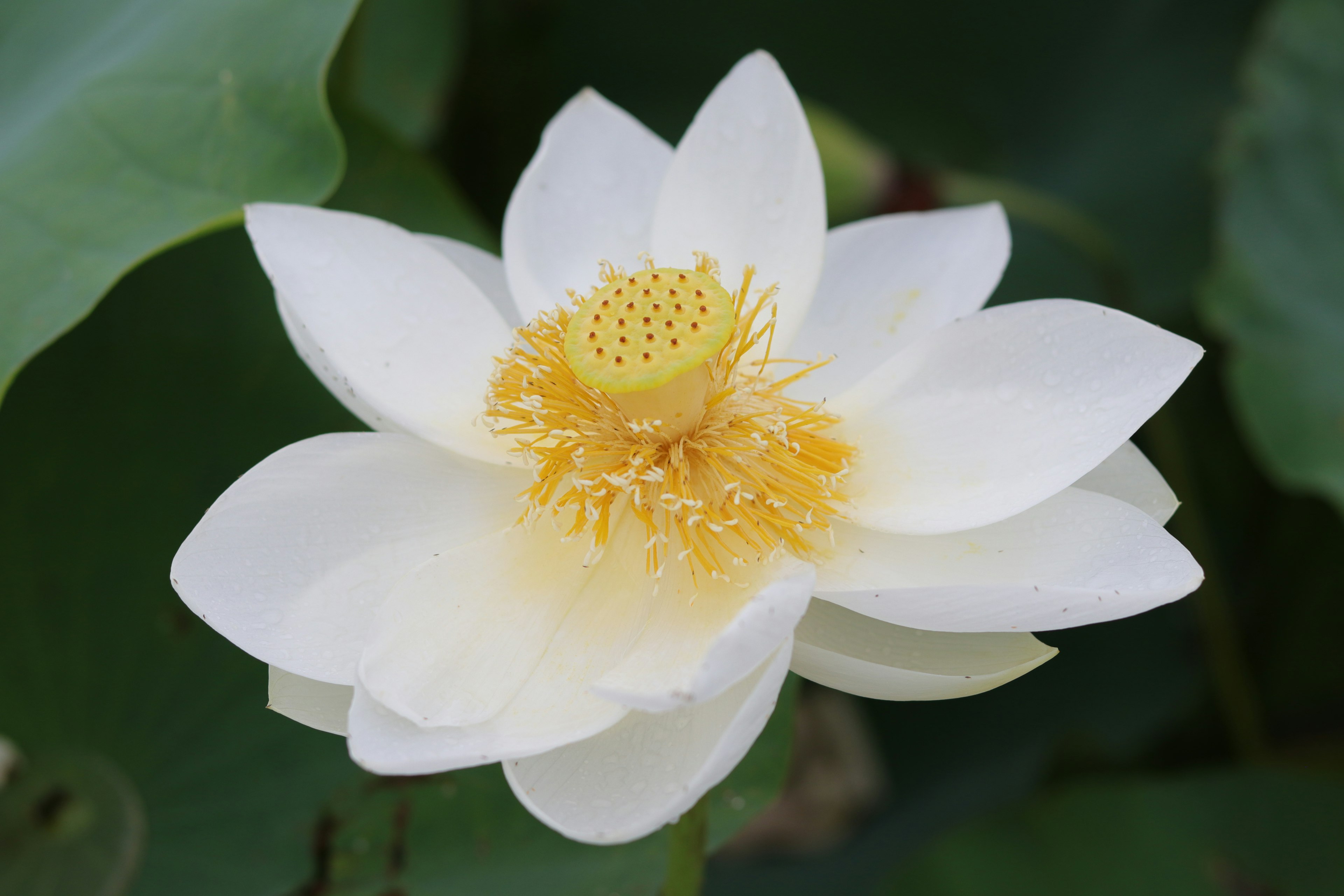 白い蓮の花と黄色の雄しべが特徴的な美しい花