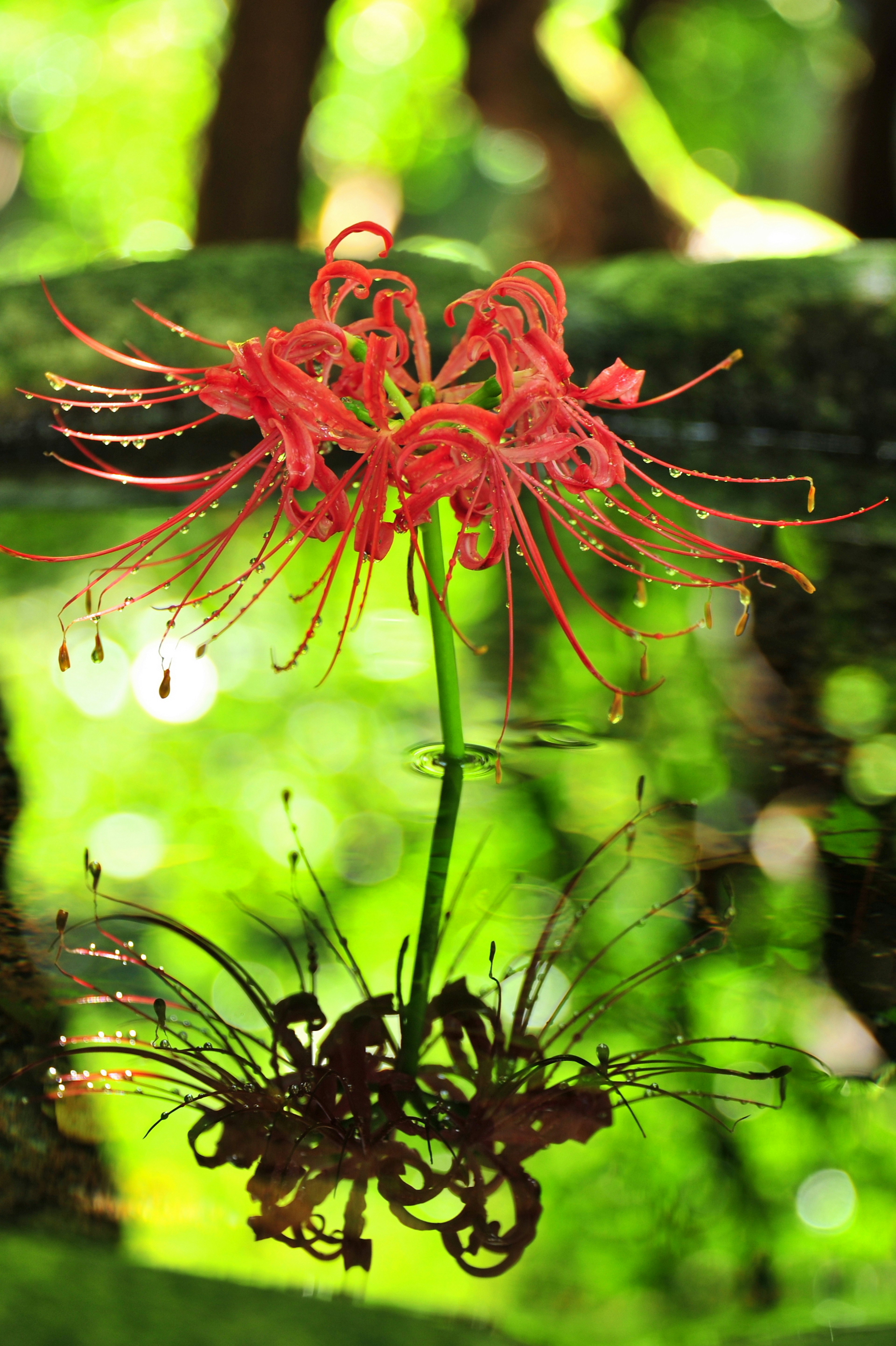 Une fleur rouge épanouie dans un fond vert