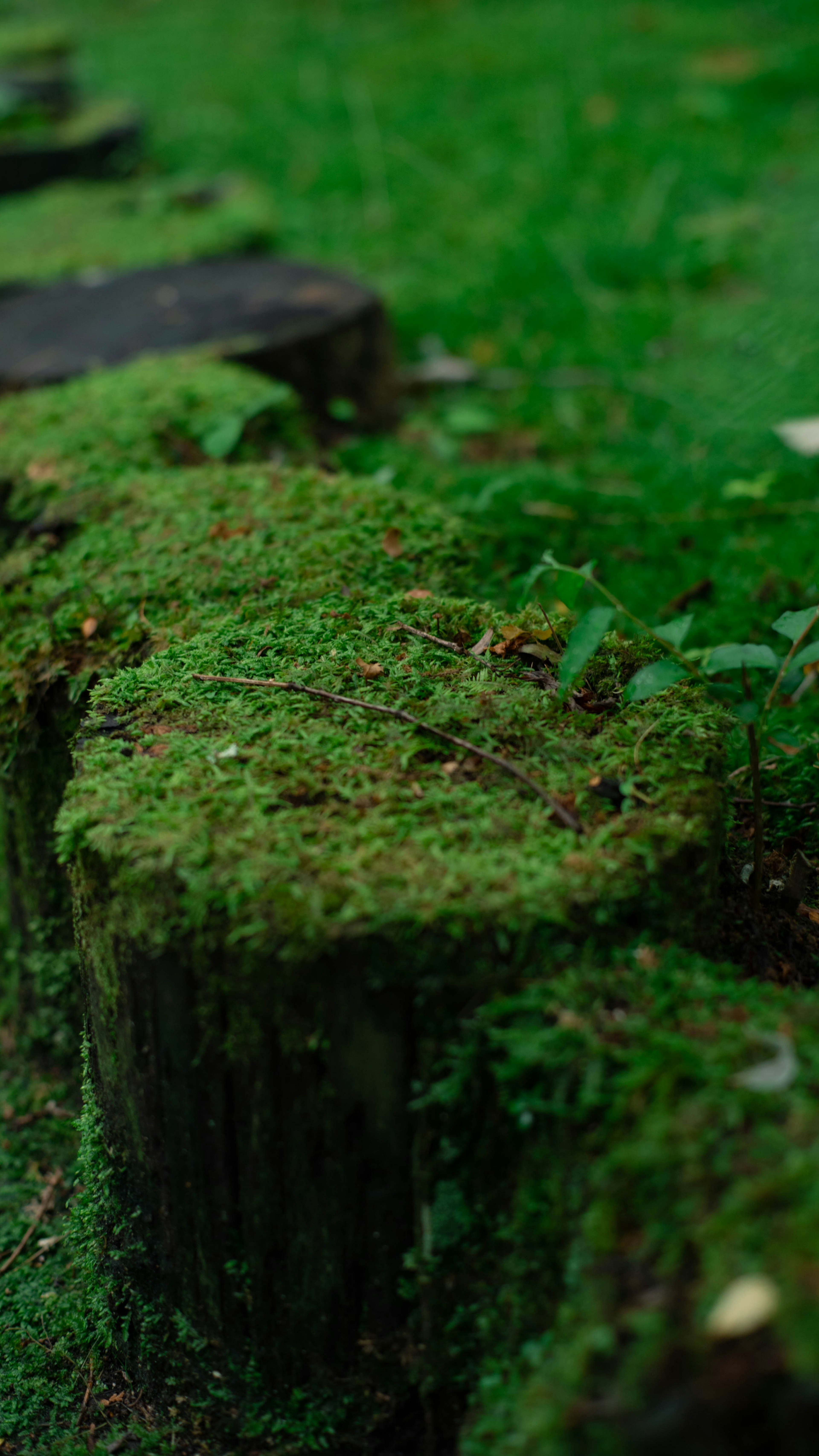 Foto de troncos de árbol cubiertos de musgo verde