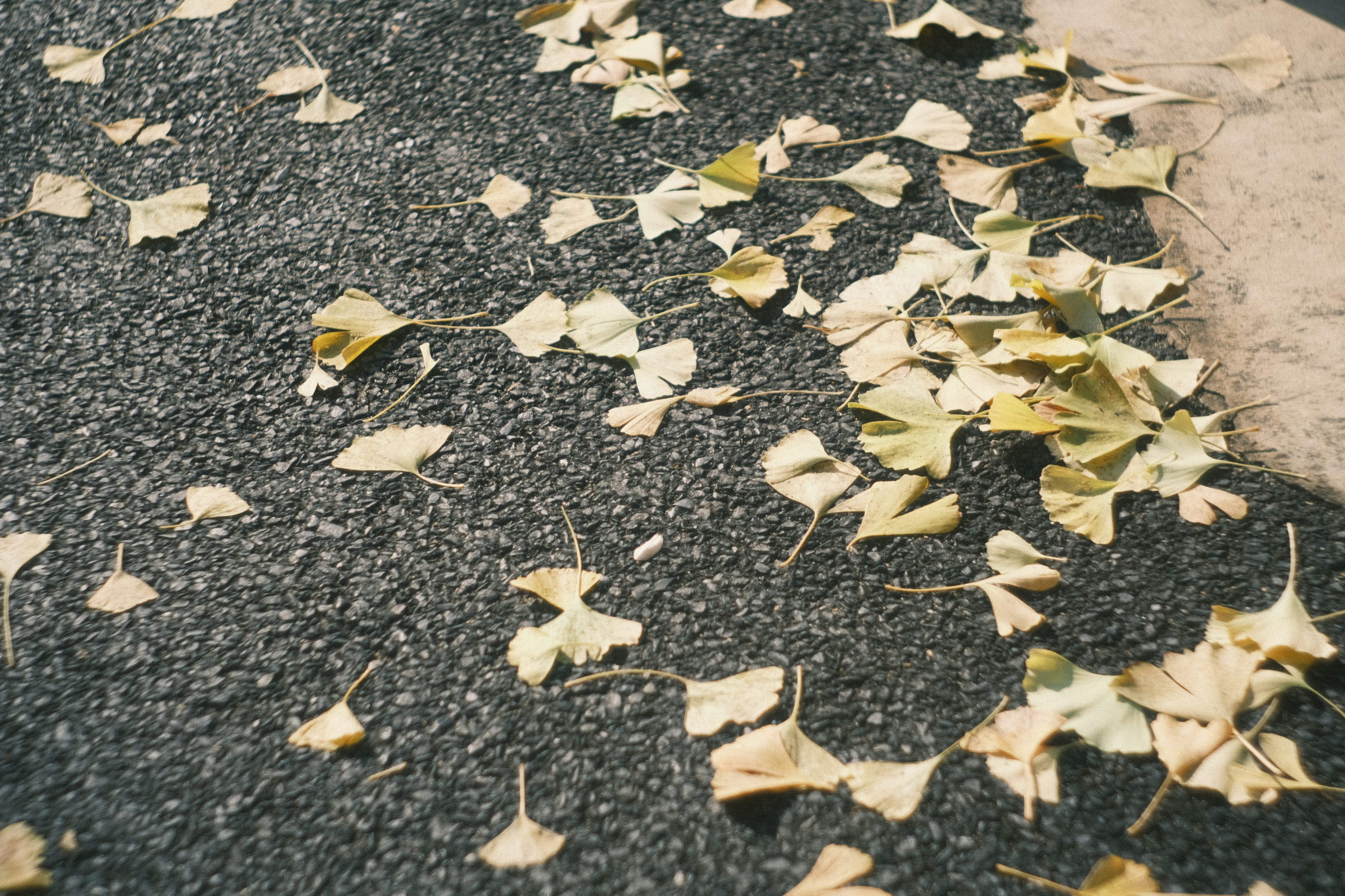 Yellow leaves scattered on a paved road