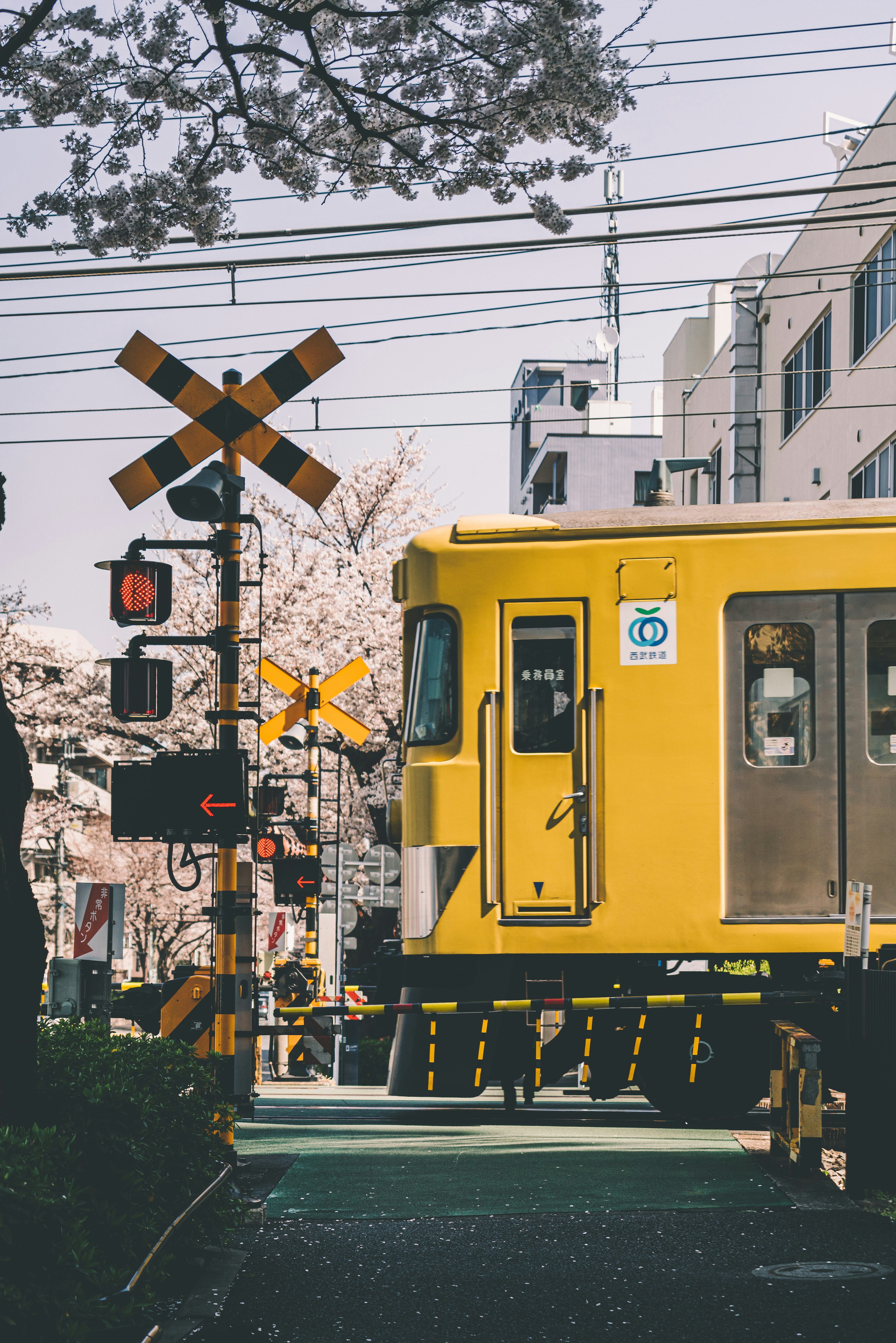 Train jaune passant près des cerisiers en fleurs à un passage à niveau