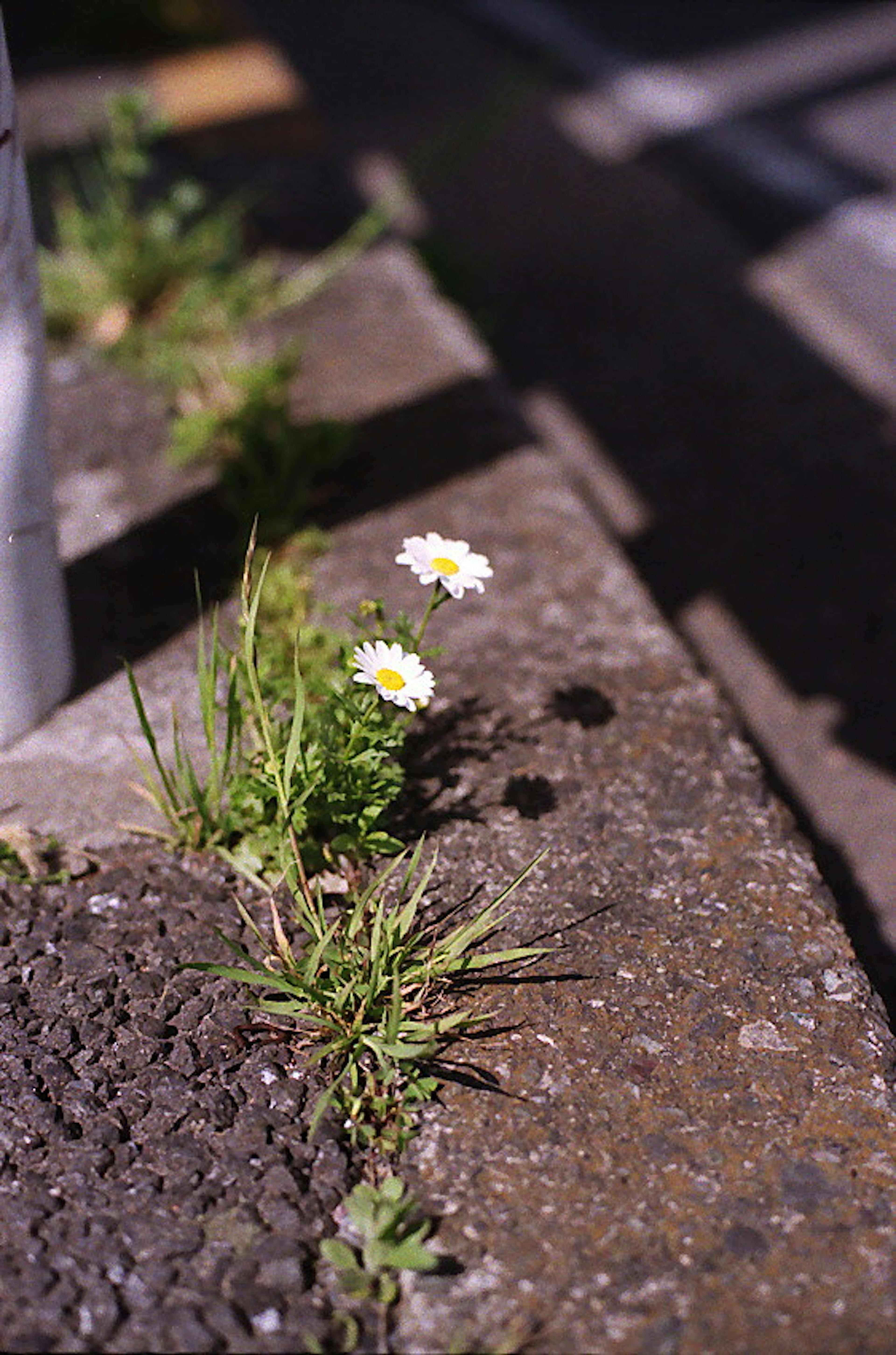 Fleurs blanches et herbe verte poussant d'un bord en béton