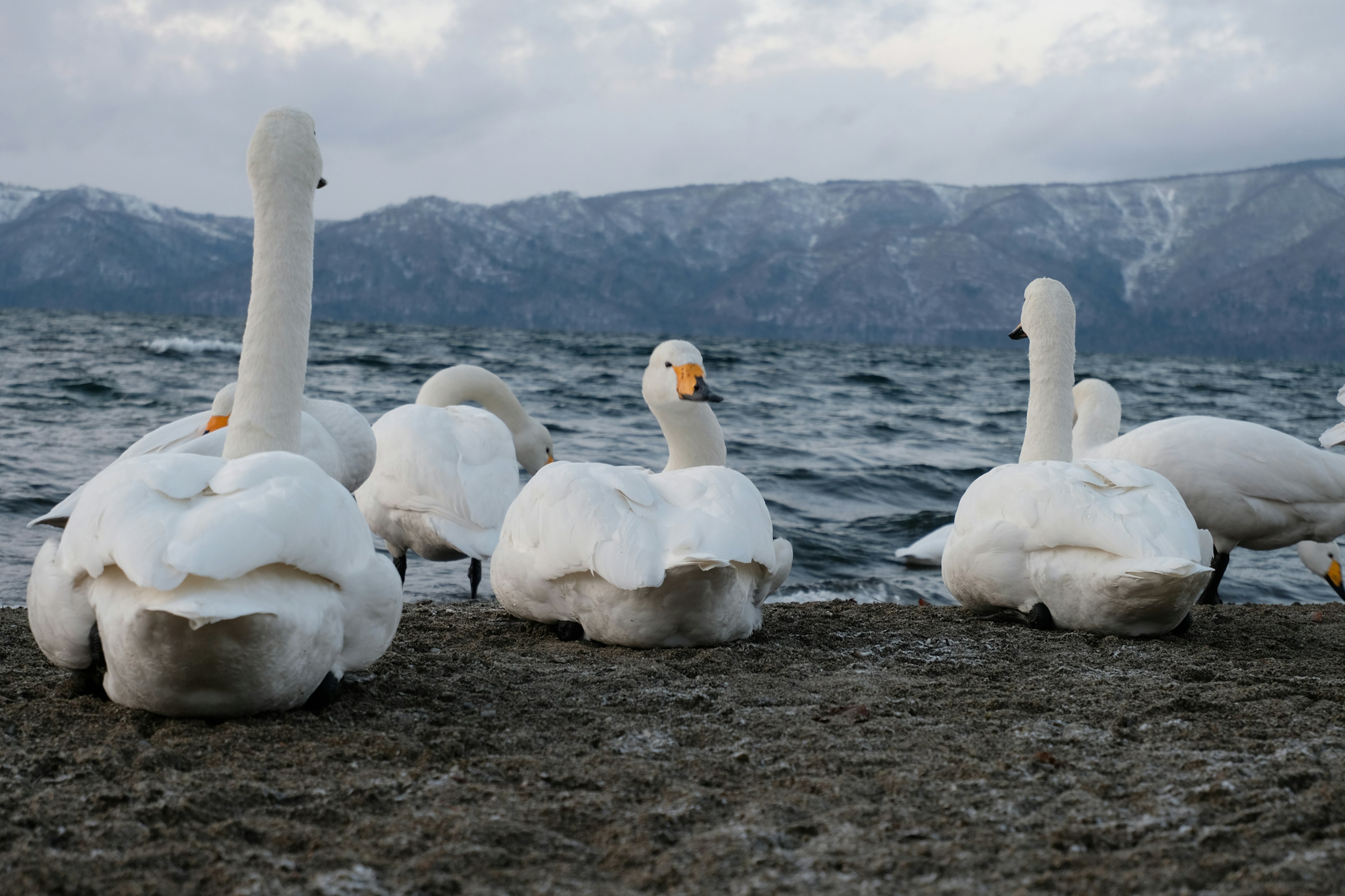 A group of swans by the water with mountains in the background