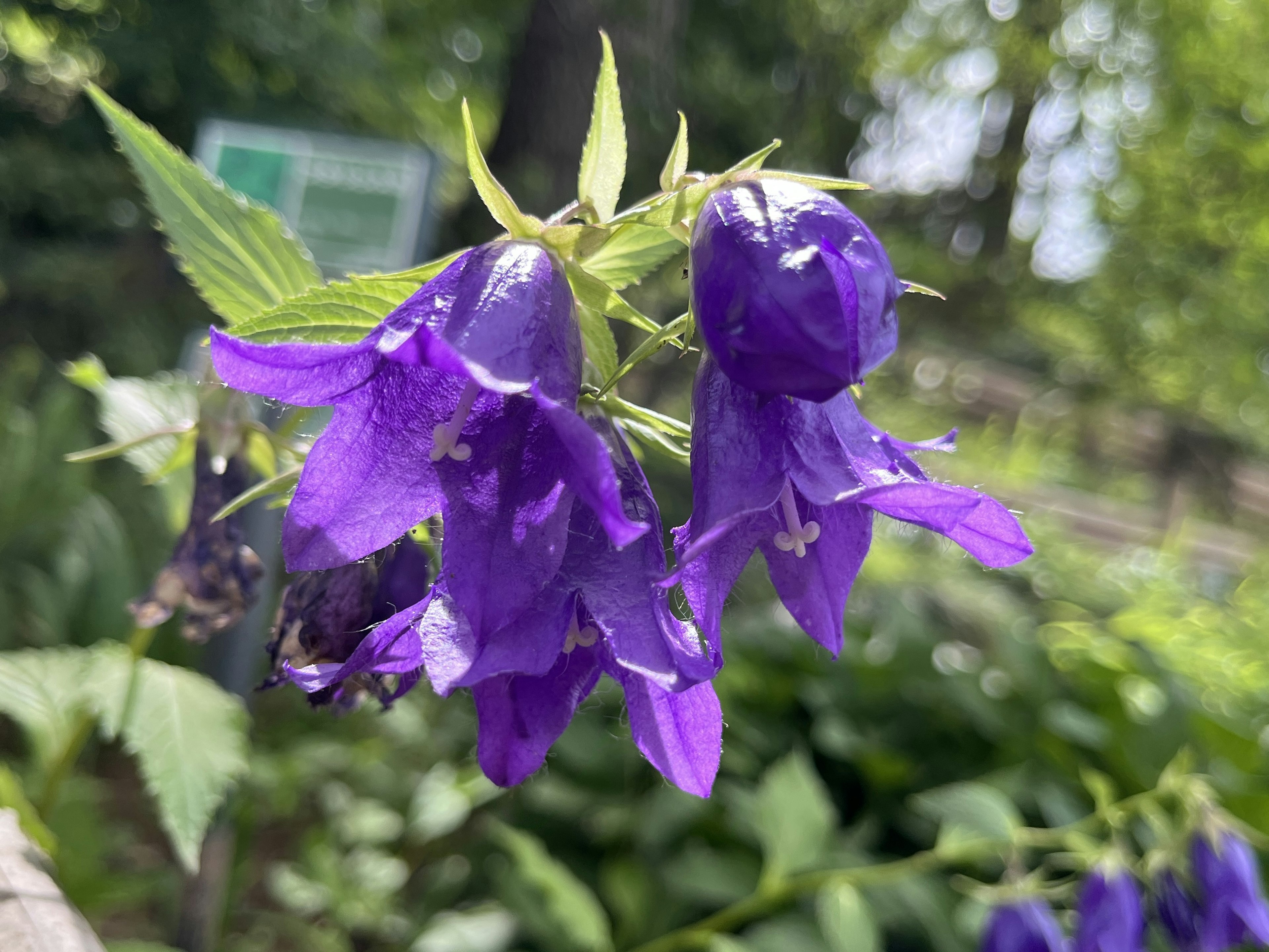 Primer plano de flores moradas en una planta