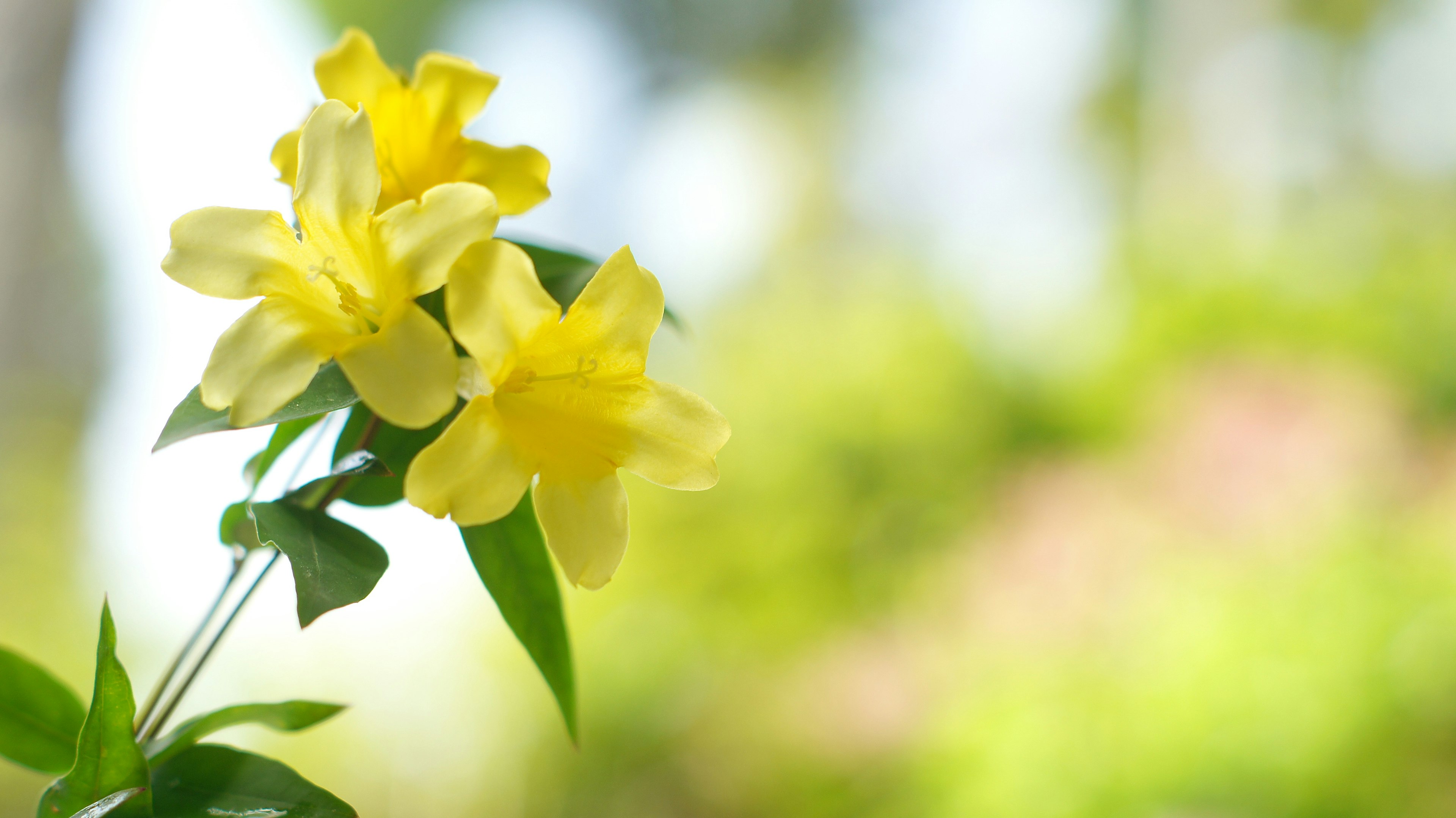 Bild von gelben Blumen, die vor einem grünen Hintergrund blühen