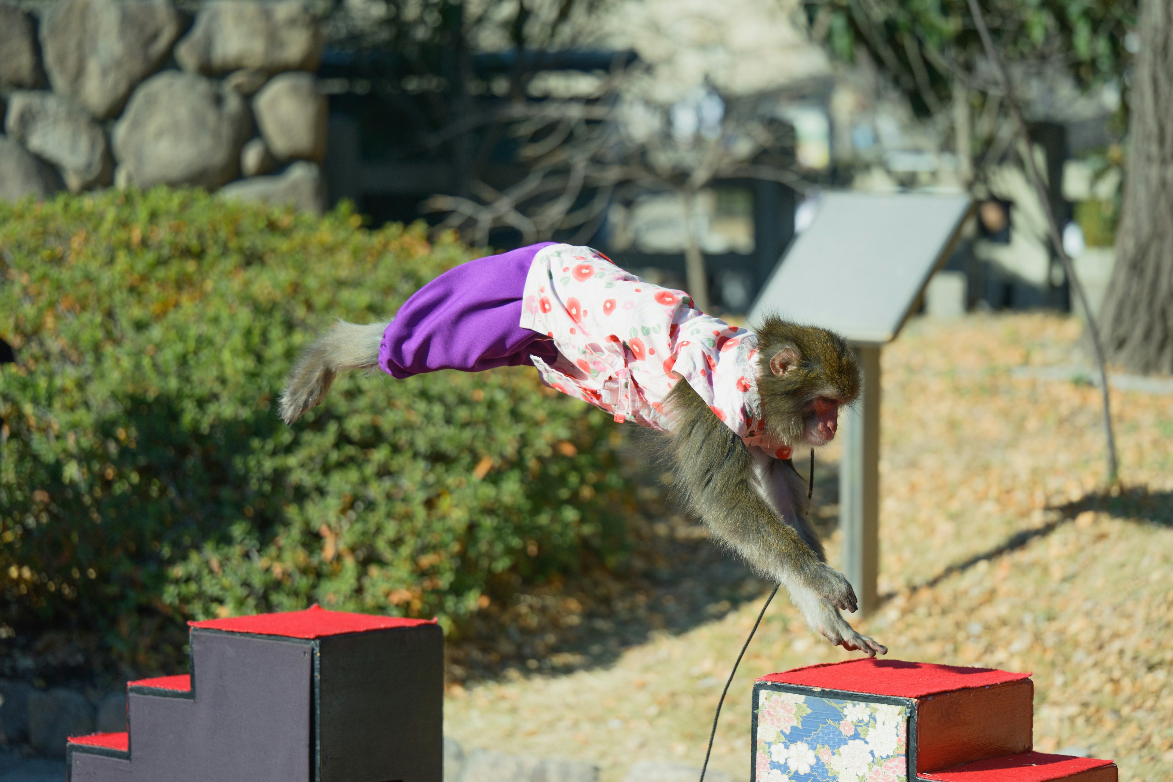 Un singe en kimono sautant par-dessus des marches rouges et noires