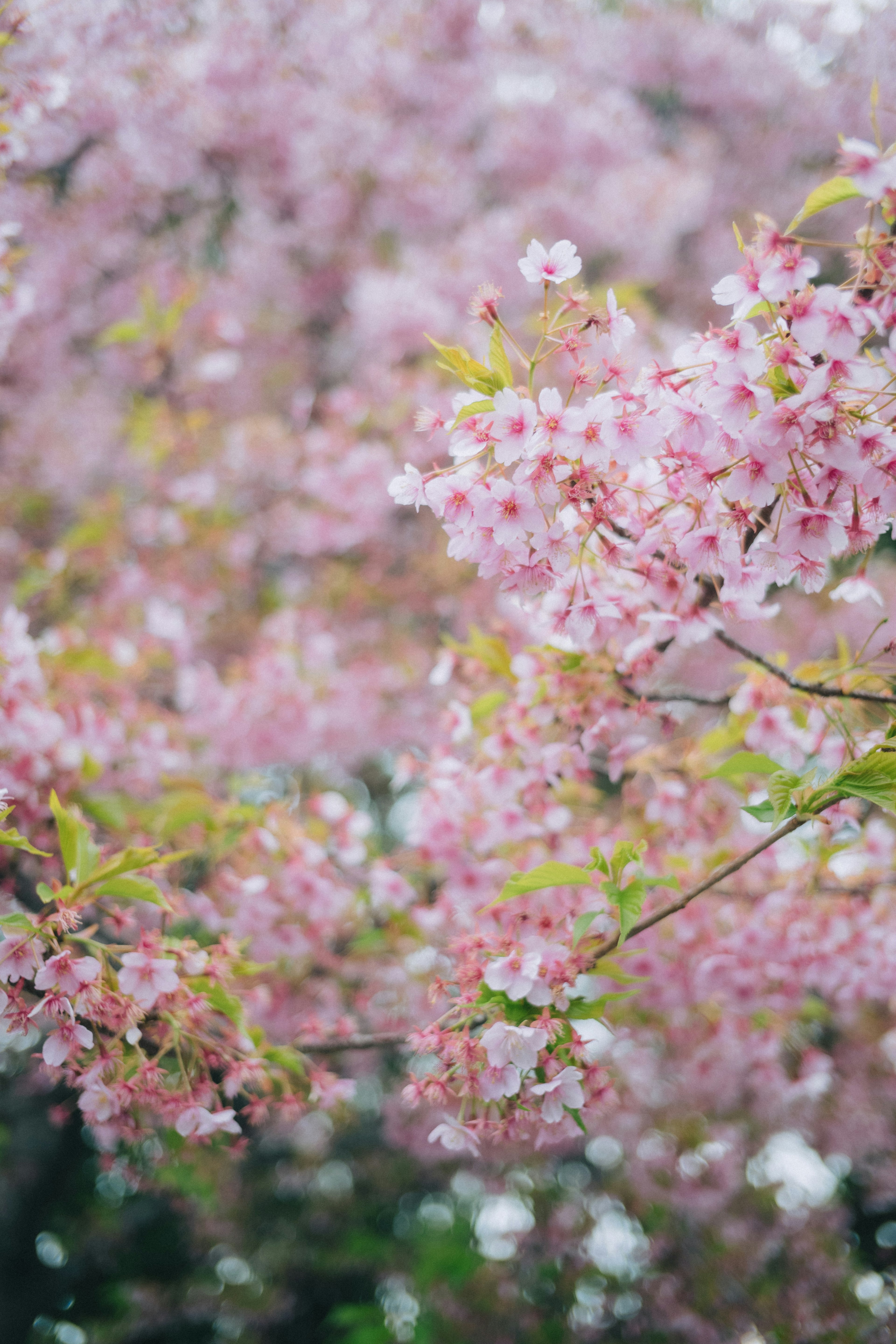 ดอกซากุระสีชมพูบานสะพรั่ง