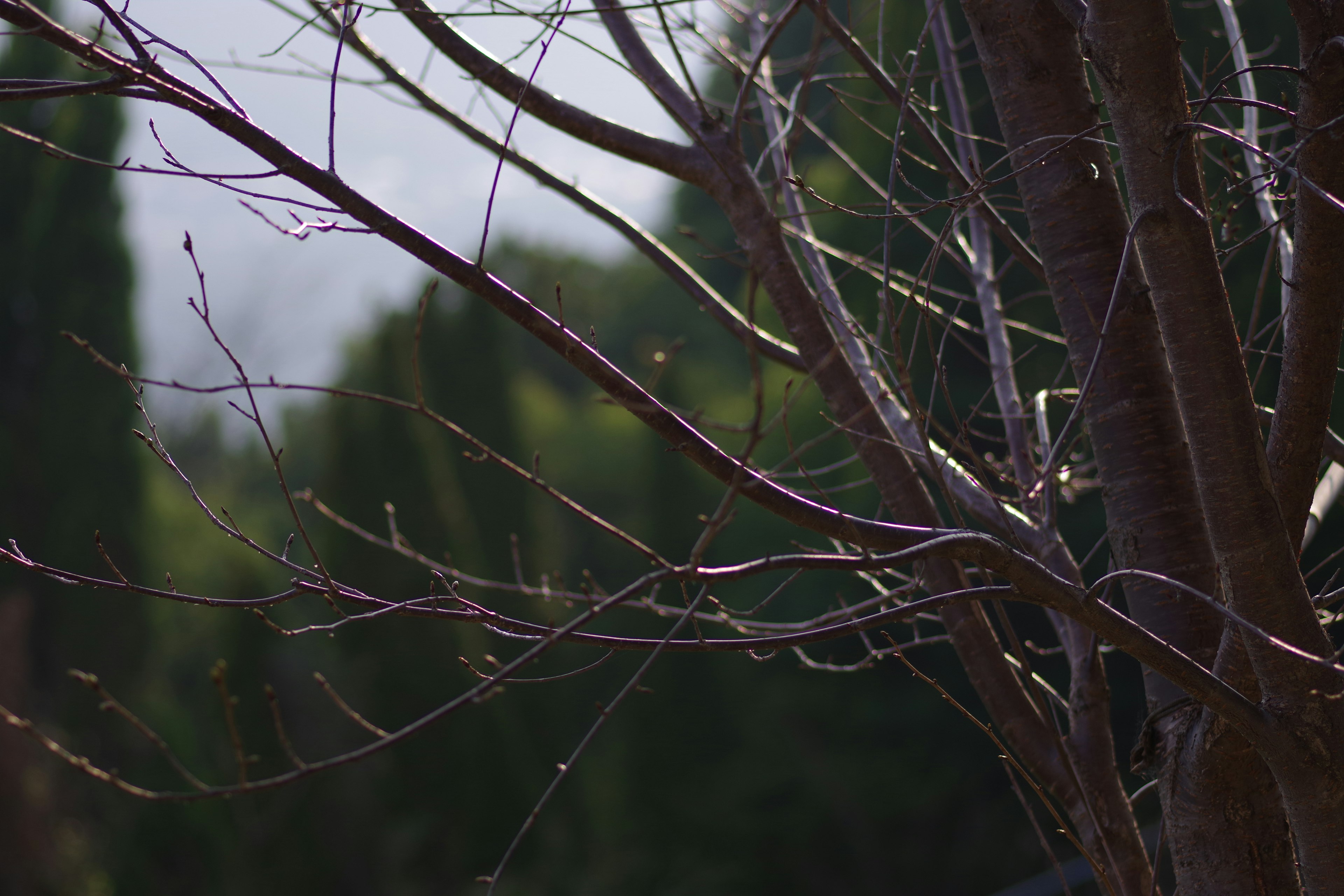 Bare tree branches against a blurred green background